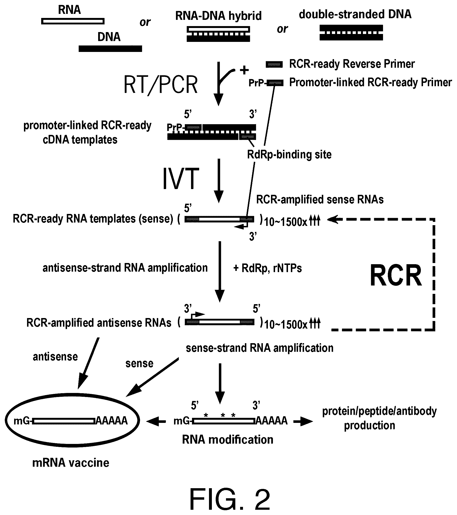 Patent US12590329 Figure 2 – Replicase cycling reaction (RCR)