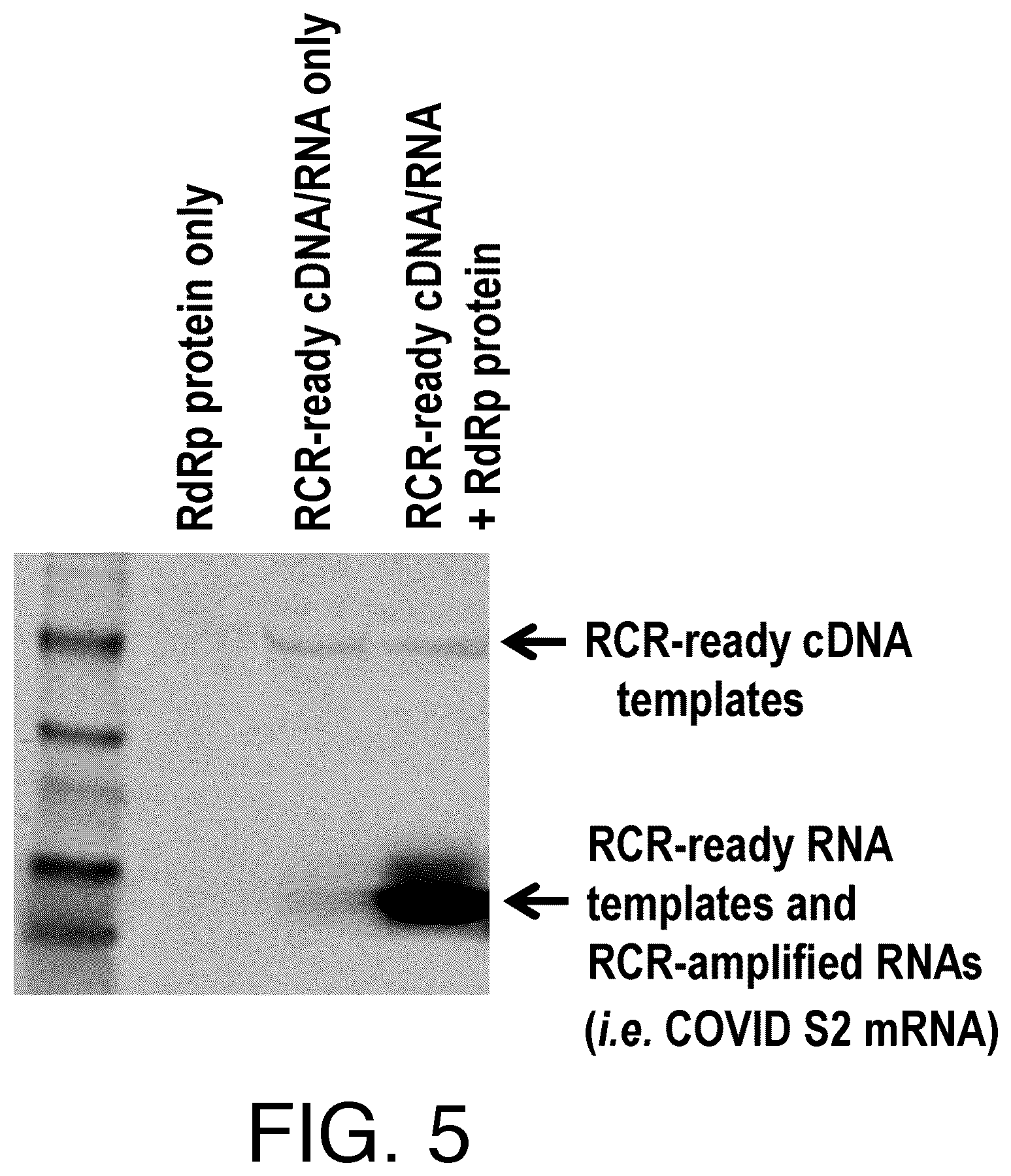 Patent US12590329 Figure 5 – Replicase cycling reaction (RCR)
