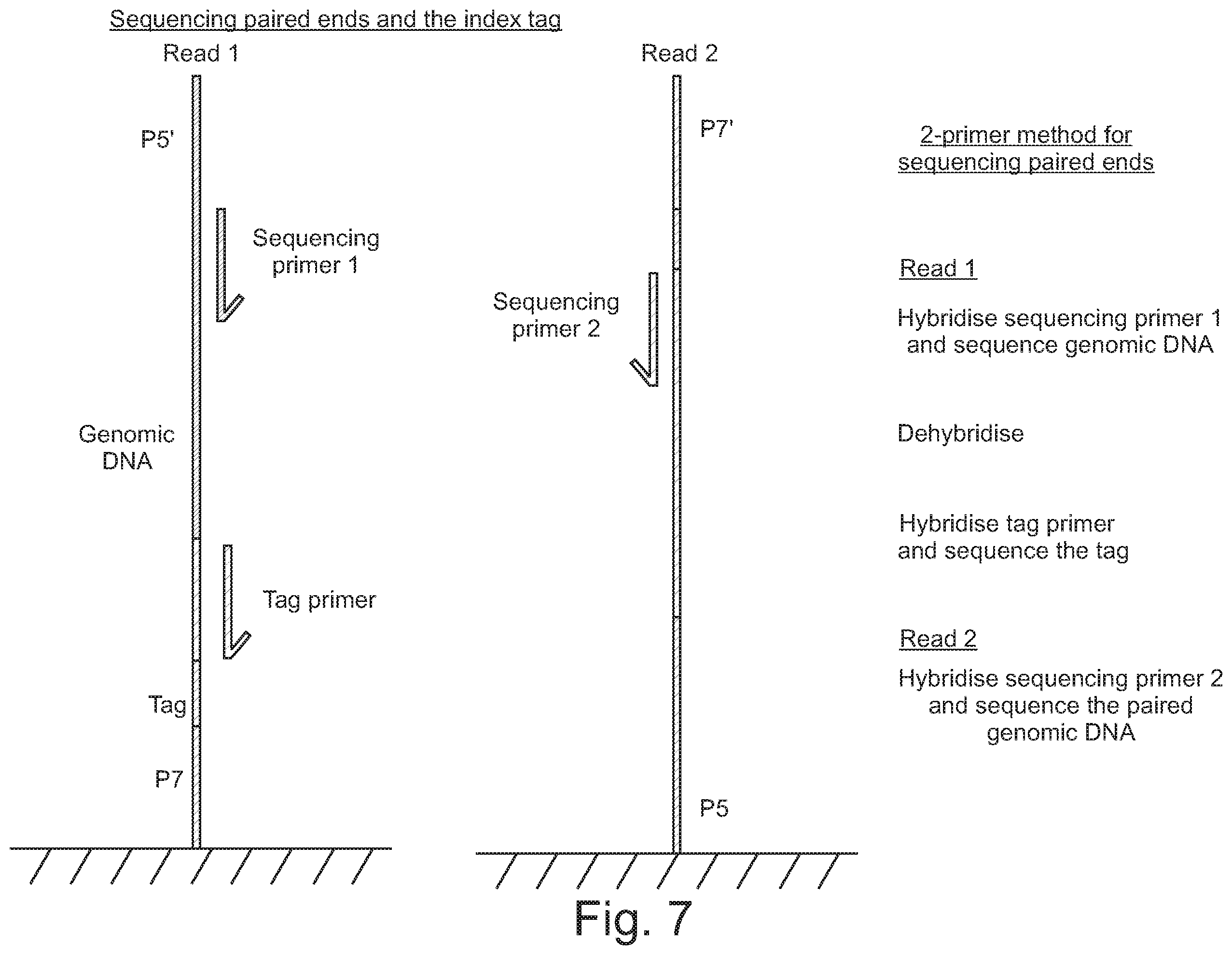 Patent US12590330 Figure 8 – Methods for indexing samples and sequencing multiple polynucleotide templates