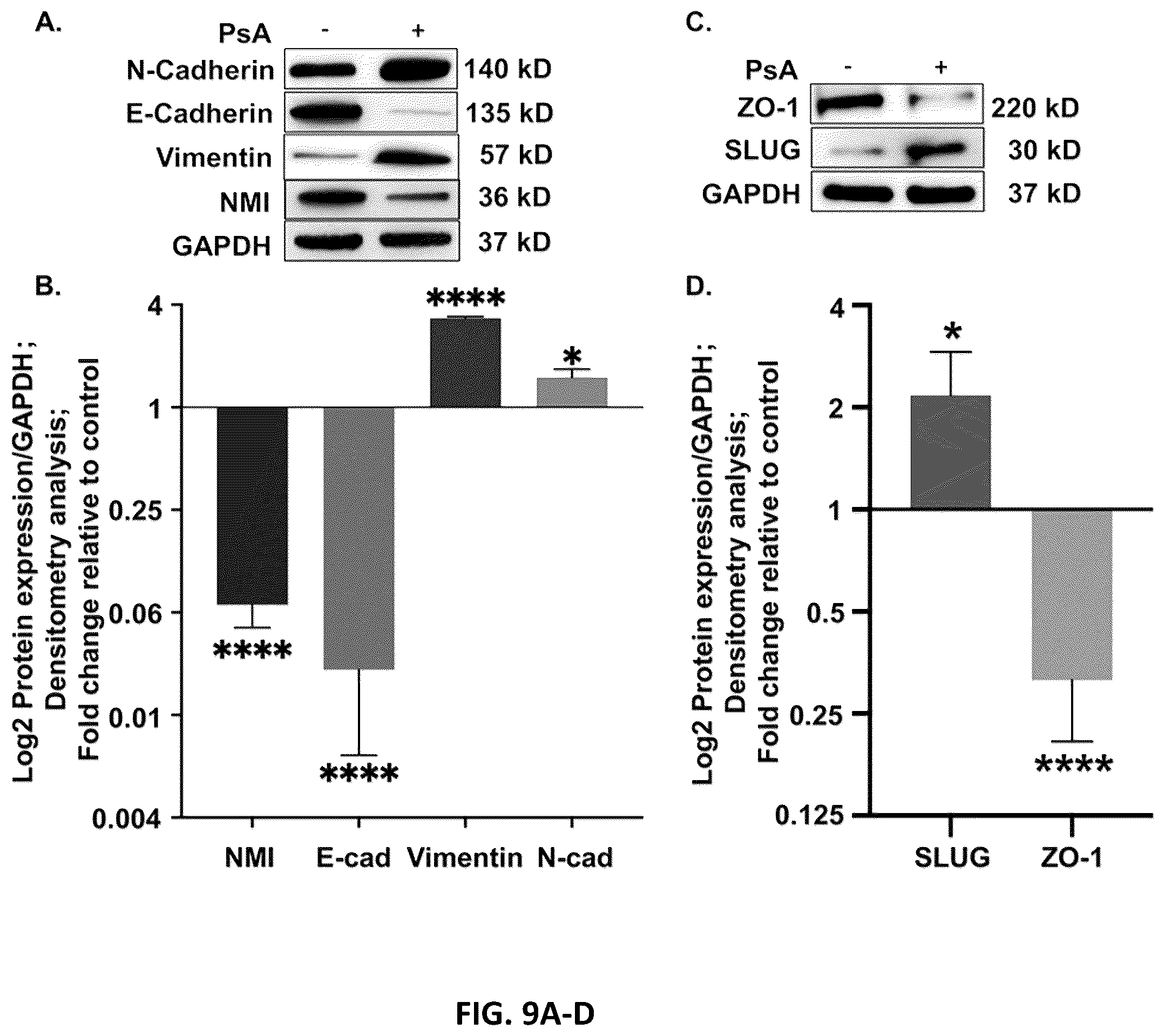 Patent US12590333 Figure 9 – N-Myc-interactor protein as a marker for chronic lung disease and uses thereof