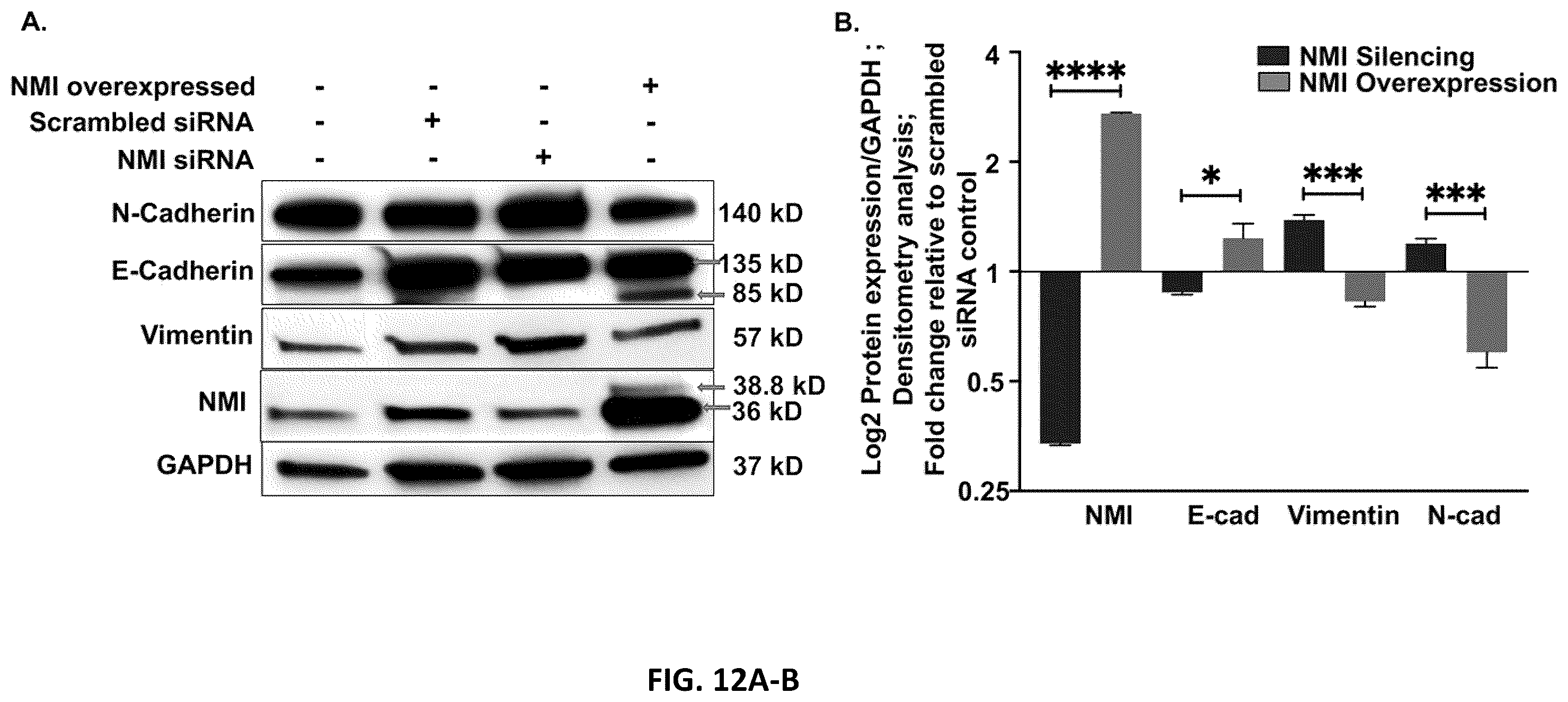 Patent US12590333 Figure 12 – N-Myc-interactor protein as a marker for chronic lung disease and uses thereof