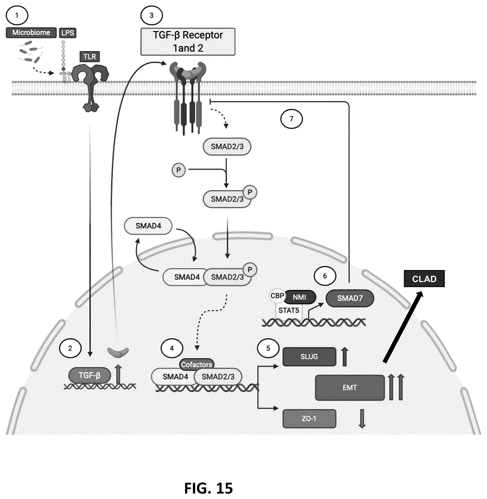 Patent US12590333 Figure 15 – N-Myc-interactor protein as a marker for chronic lung disease and uses thereof
