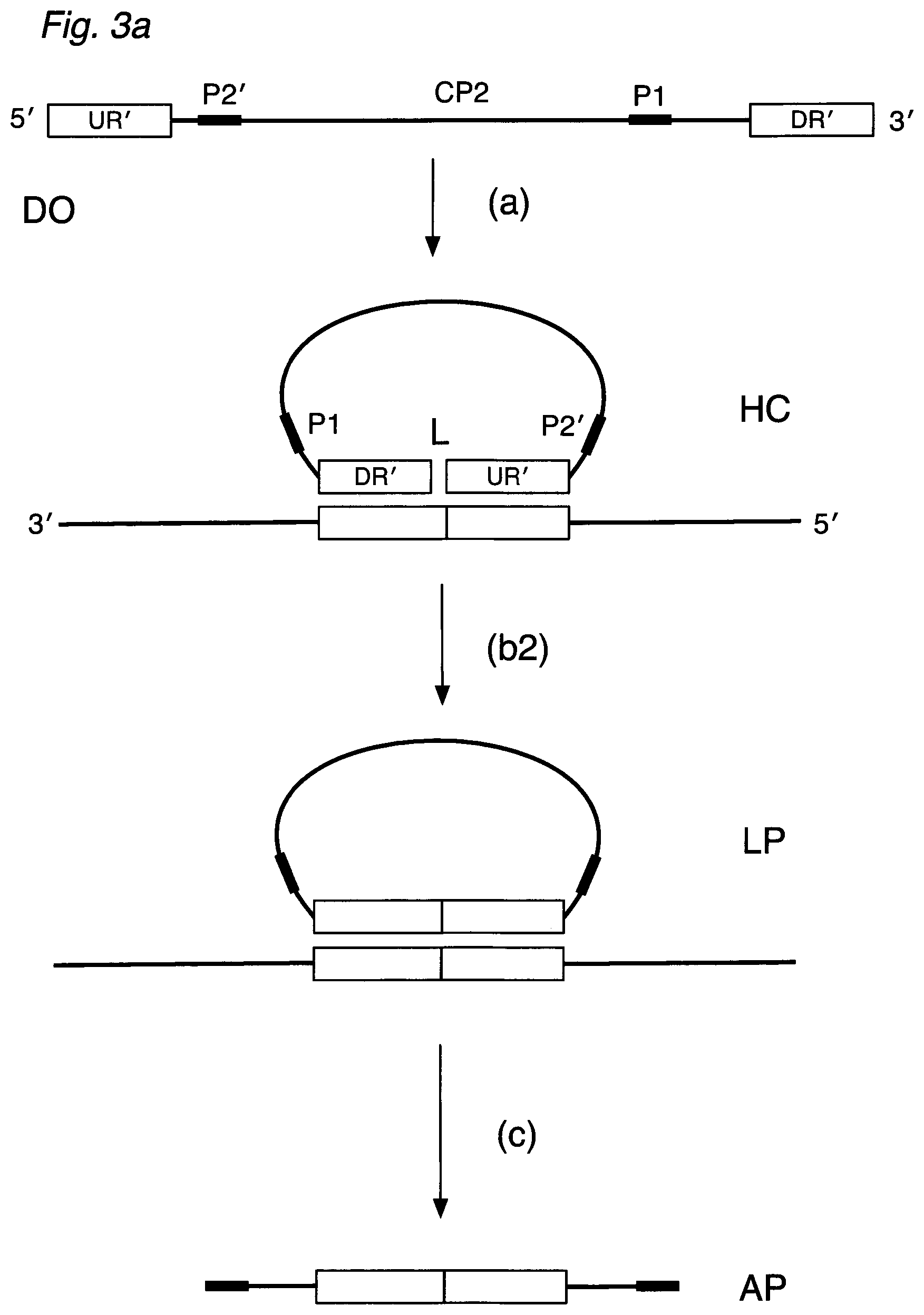 Patent US12590334 Figure 5 – Methods for nucleic acid sequence detection