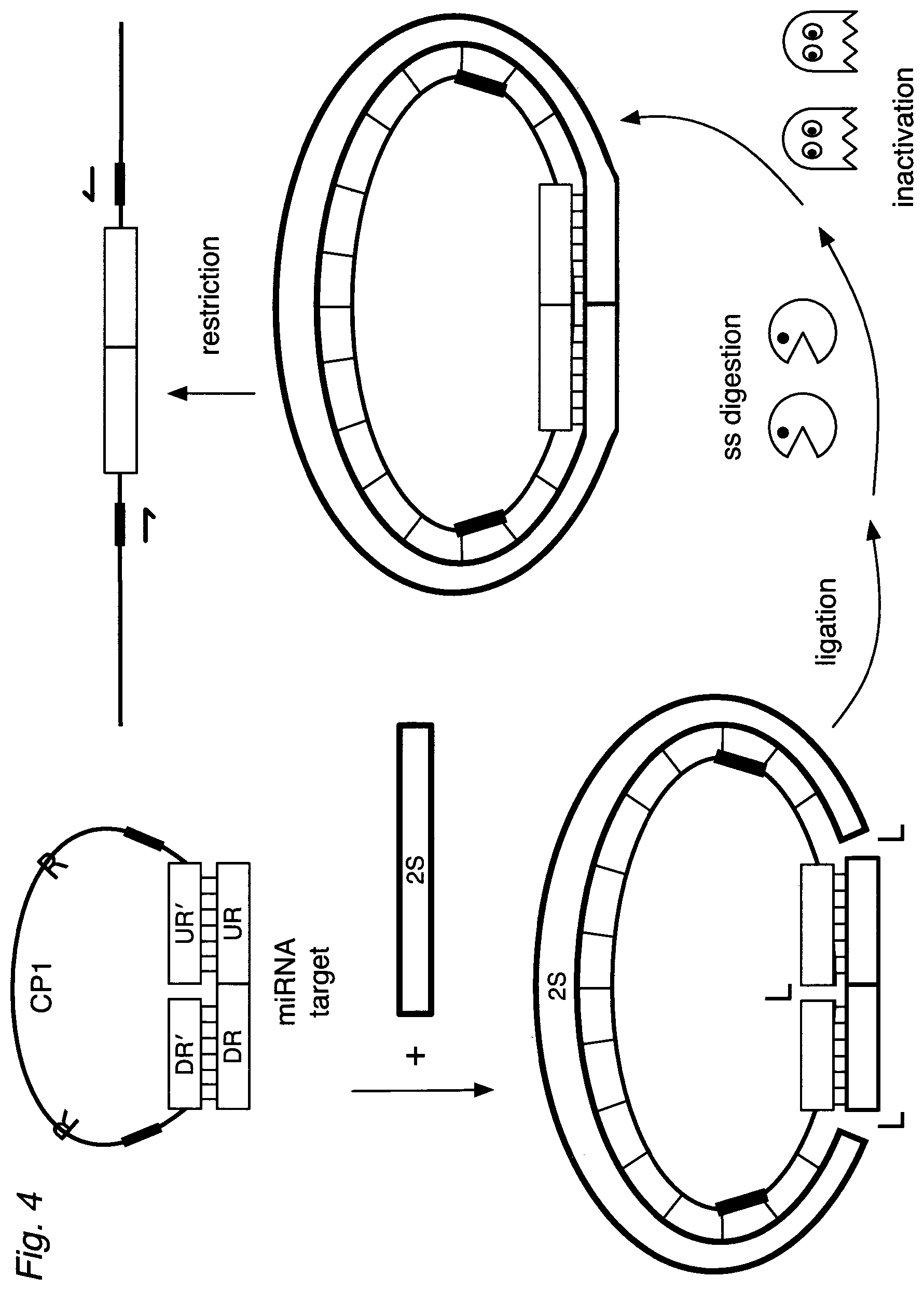 Patent US12590334 Figure 7 – Methods for nucleic acid sequence detection