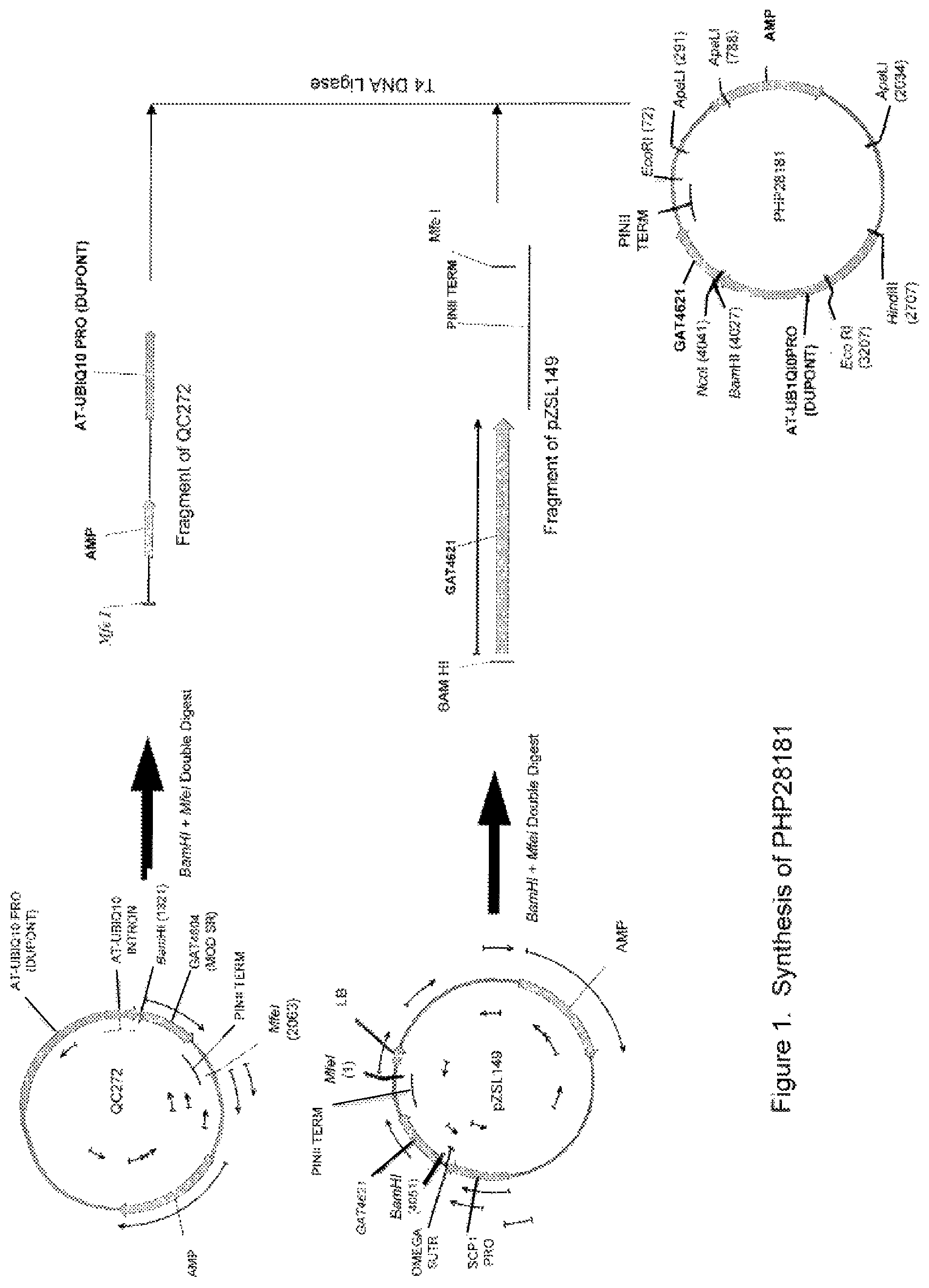 Patent US12590341 Figure 1 – Brassica GAT event and compositions and methods for the identification and/or detection thereof