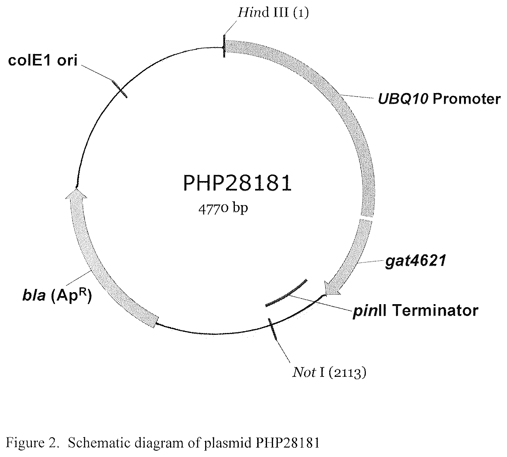Patent US12590341 Figure 2 – Brassica GAT event and compositions and methods for the identification and/or detection thereof