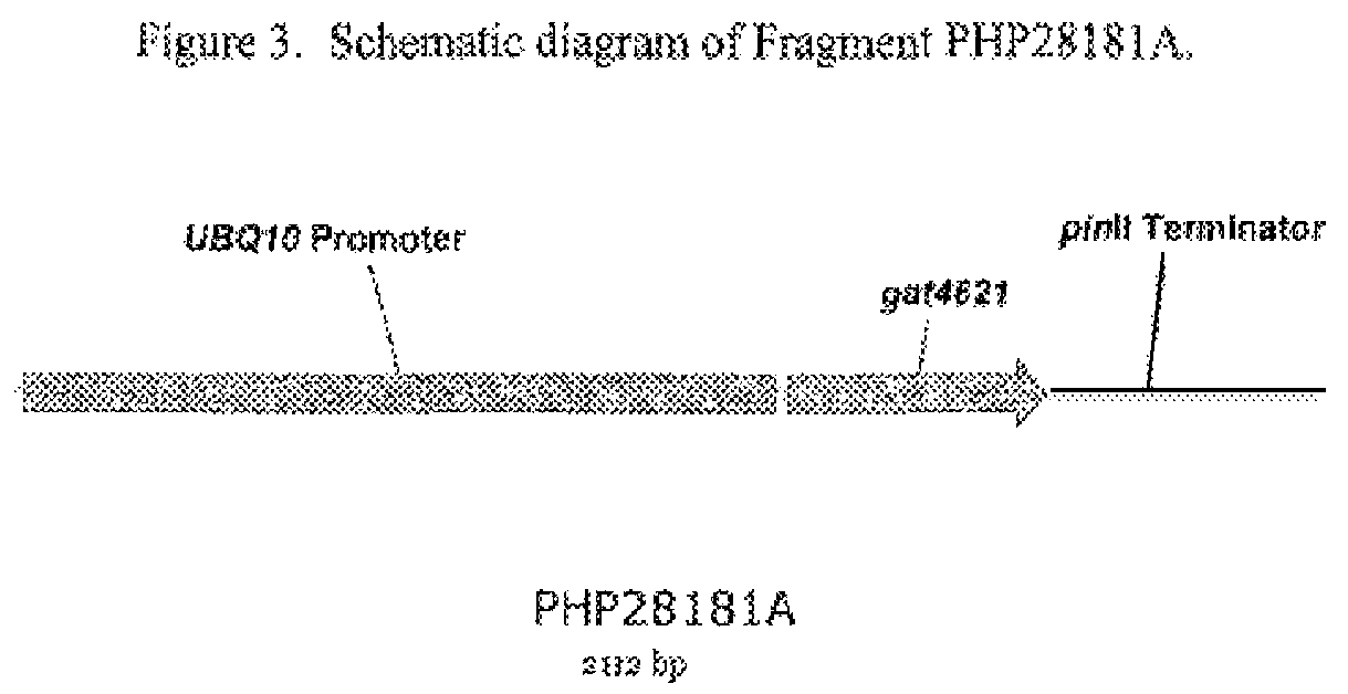 Patent US12590341 Figure 3 – Brassica GAT event and compositions and methods for the identification and/or detection thereof