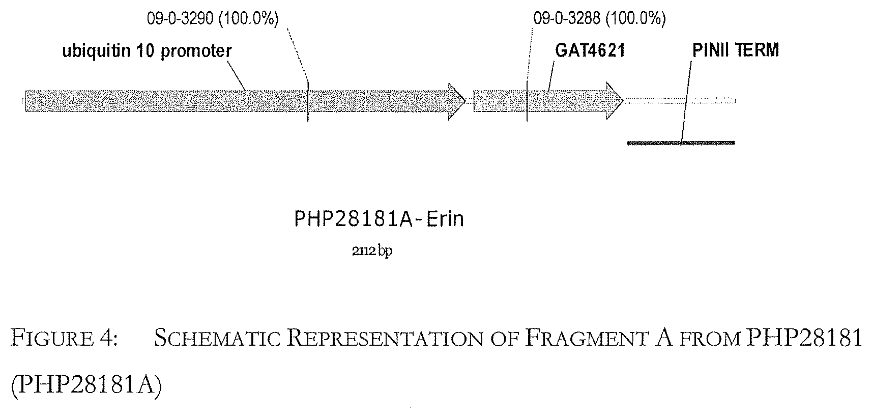 Patent US12590341 Figure 4 – Brassica GAT event and compositions and methods for the identification and/or detection thereof