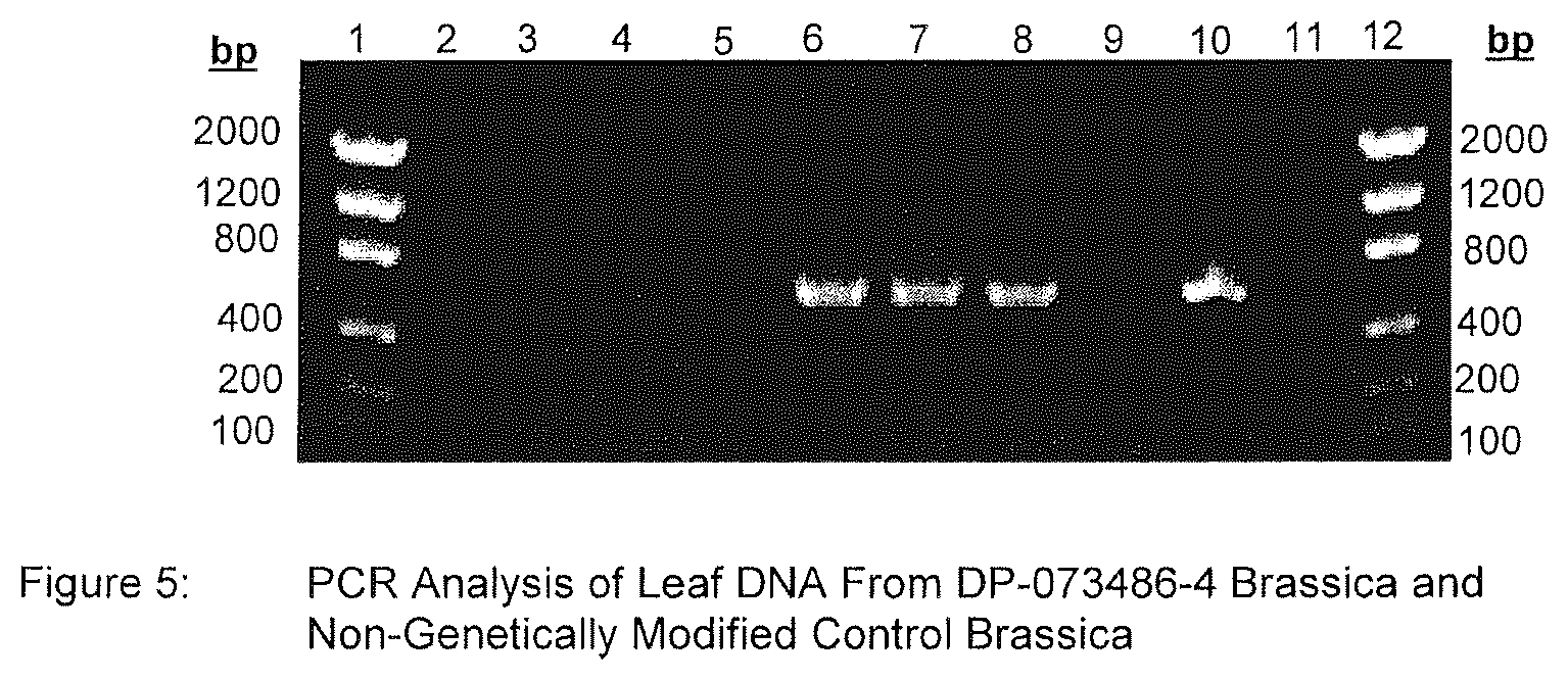 Patent US12590341 Figure 5 – Brassica GAT event and compositions and methods for the identification and/or detection thereof