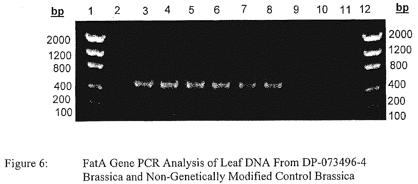 Patent US12590341 Figure 6 – Brassica GAT event and compositions and methods for the identification and/or detection thereof