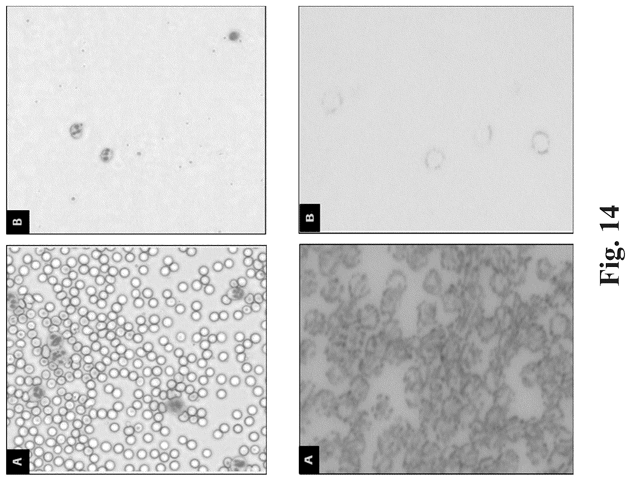 Patent US12590871 Figure 11 – Methods and systems for preparing and analyzing cellular samples for morphological characteristics and biomarker expression
