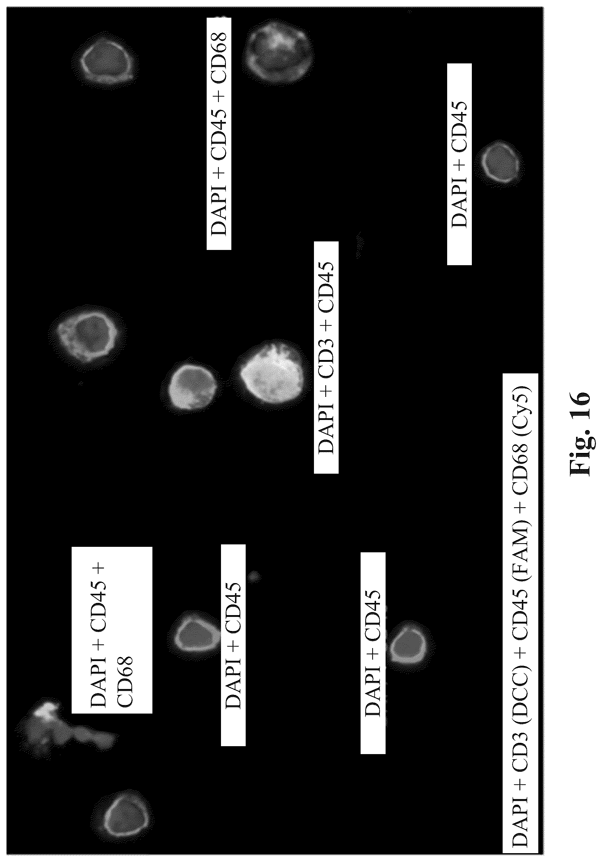 Patent US12590871 Figure 13 – Methods and systems for preparing and analyzing cellular samples for morphological characteristics and biomarker expression