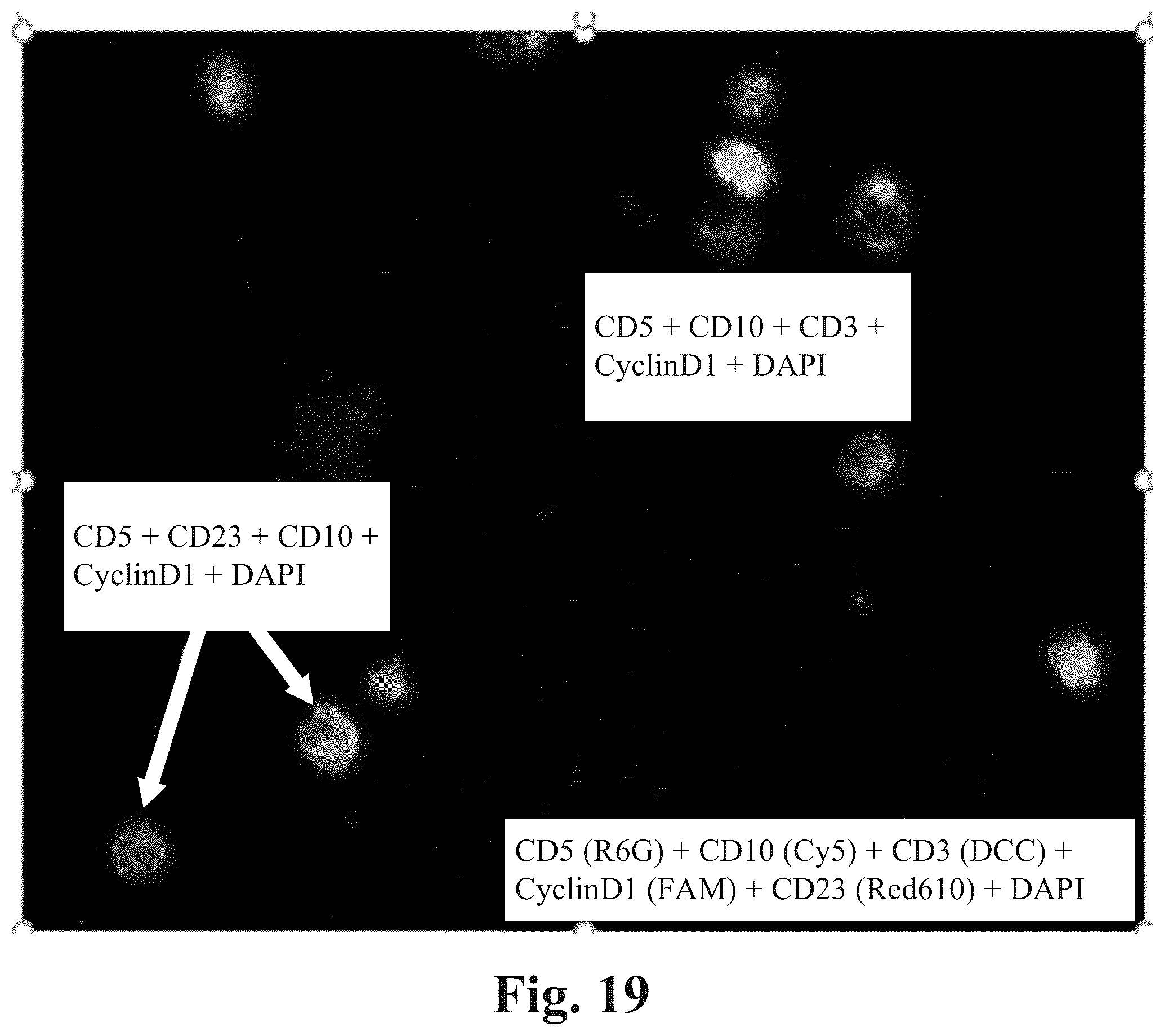 Patent US12590871 Figure 16 – Methods and systems for preparing and analyzing cellular samples for morphological characteristics and biomarker expression