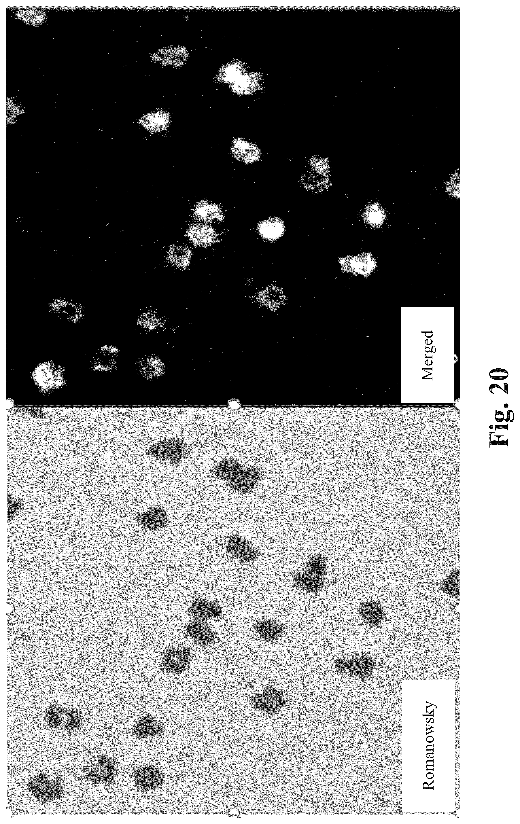 Patent US12590871 Figure 17 – Methods and systems for preparing and analyzing cellular samples for morphological characteristics and biomarker expression