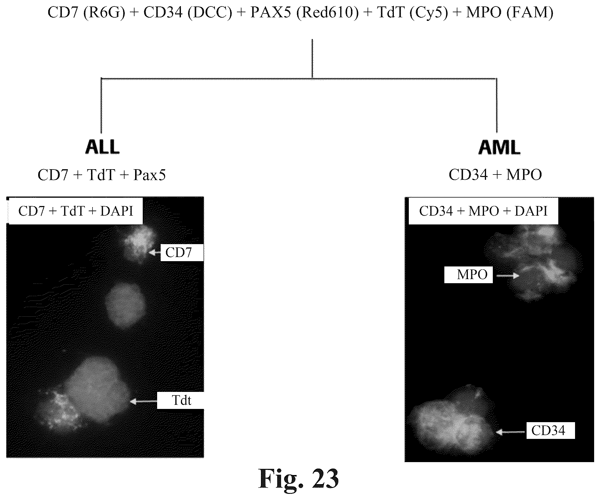 Patent US12590871 Figure 20 – Methods and systems for preparing and analyzing cellular samples for morphological characteristics and biomarker expression