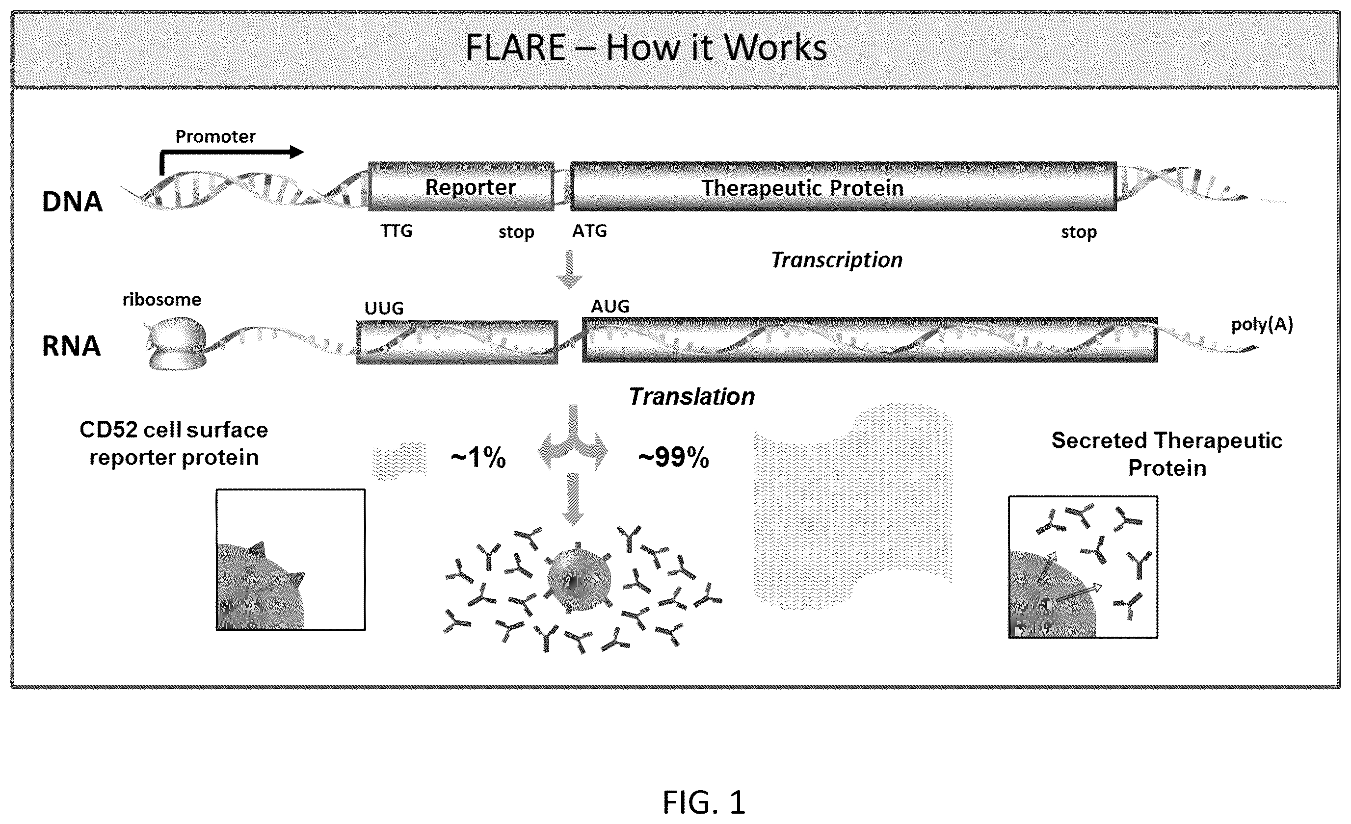 Patent US12590880 Figure 1 – Flare (flow cytometry attenuated reporter expression) technology for rapid bulk sorting
