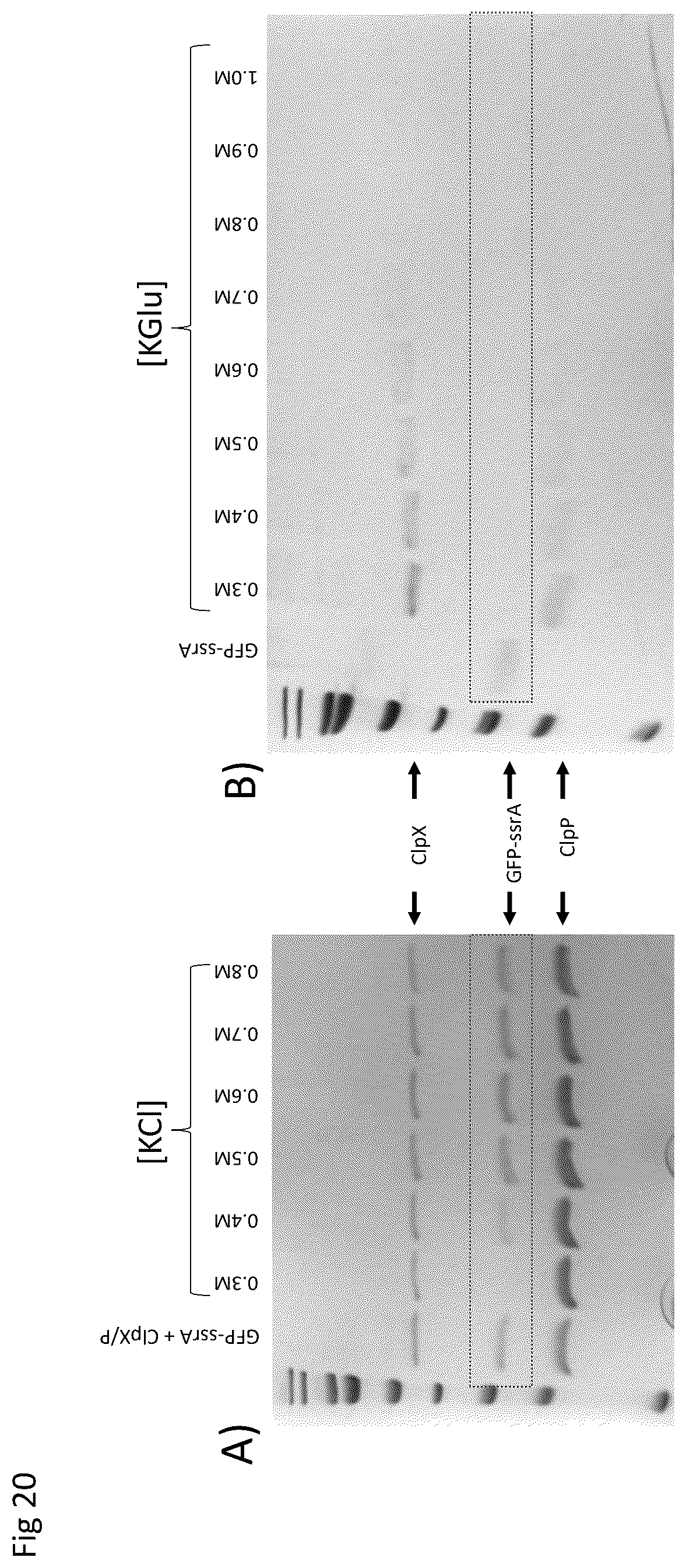 Patent US12590945 Figure 20 – Nanopore-based analysis of analytes
