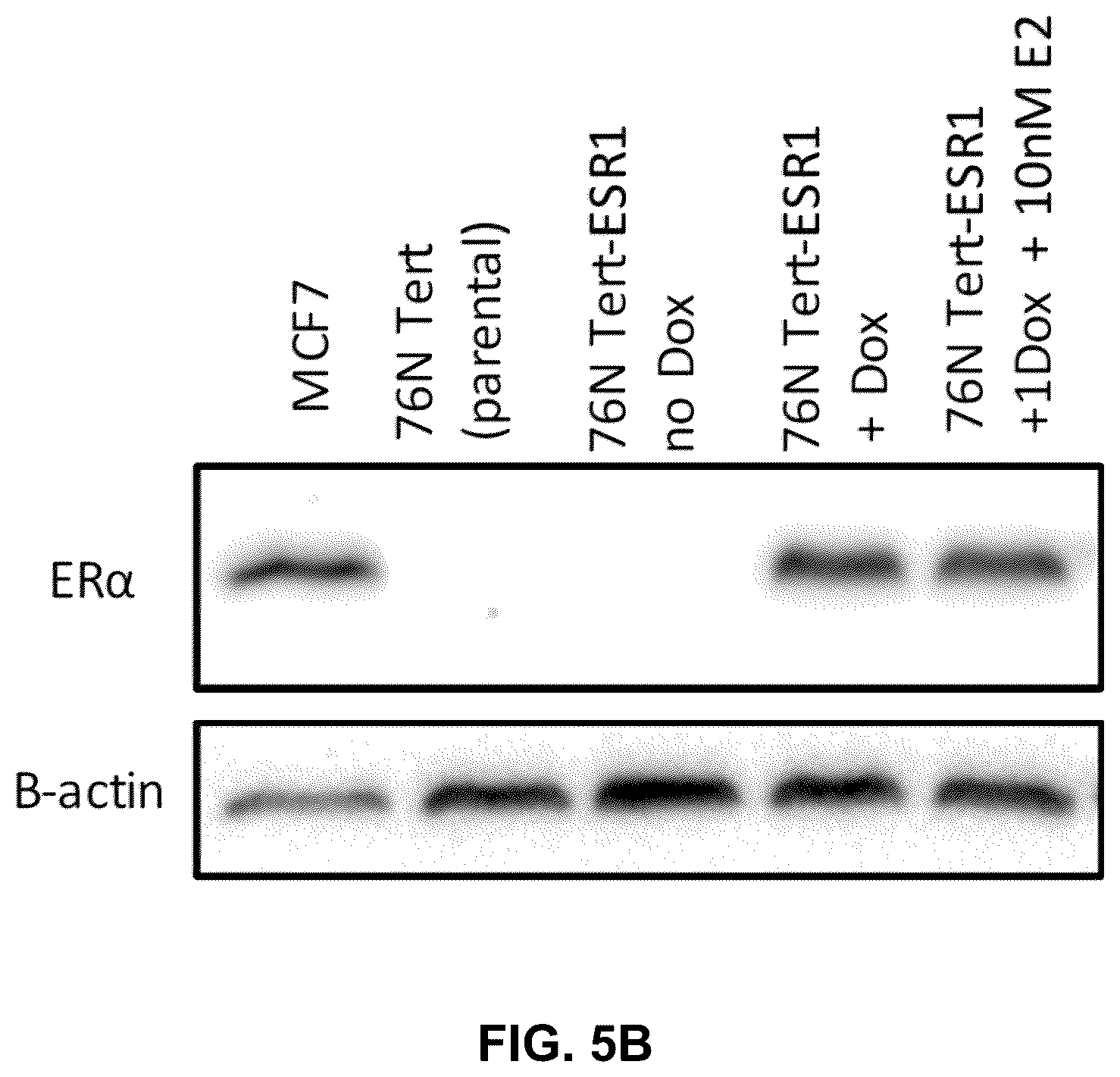 Patent US12590950 Figure 12 – Methods for predicting ER-mediated DNA damage