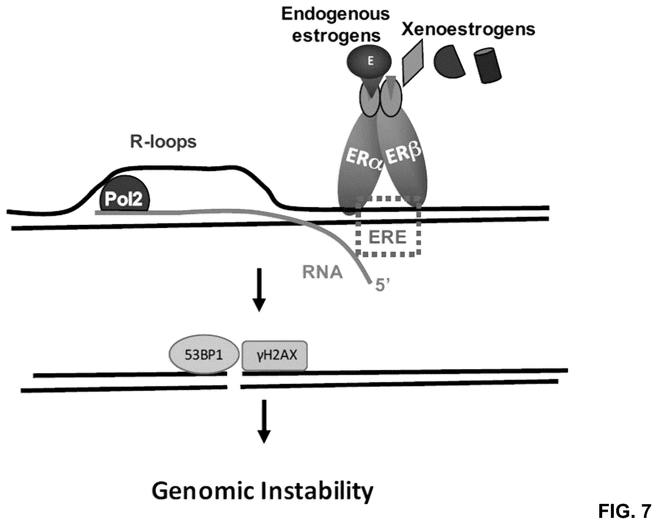 Patent US12590950 Figure 18 – Methods for predicting ER-mediated DNA damage