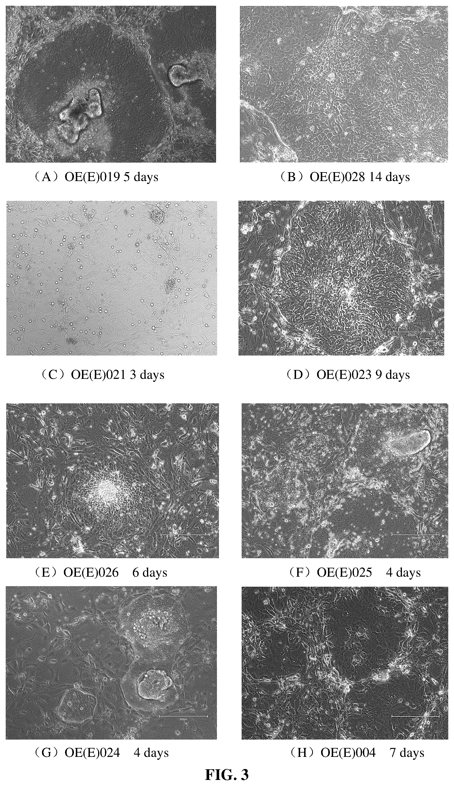 Patent US12590951 Figure 3 – Culture medium and culture method for primary cells of intestinal cancer