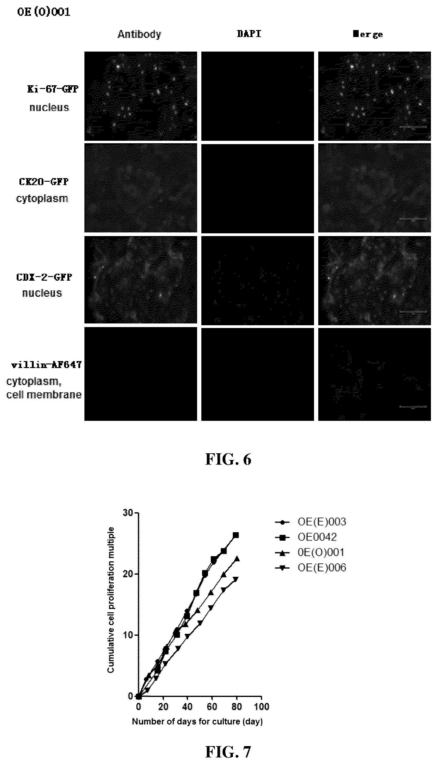 Patent US12590951 Figure 6 – Culture medium and culture method for primary cells of intestinal cancer