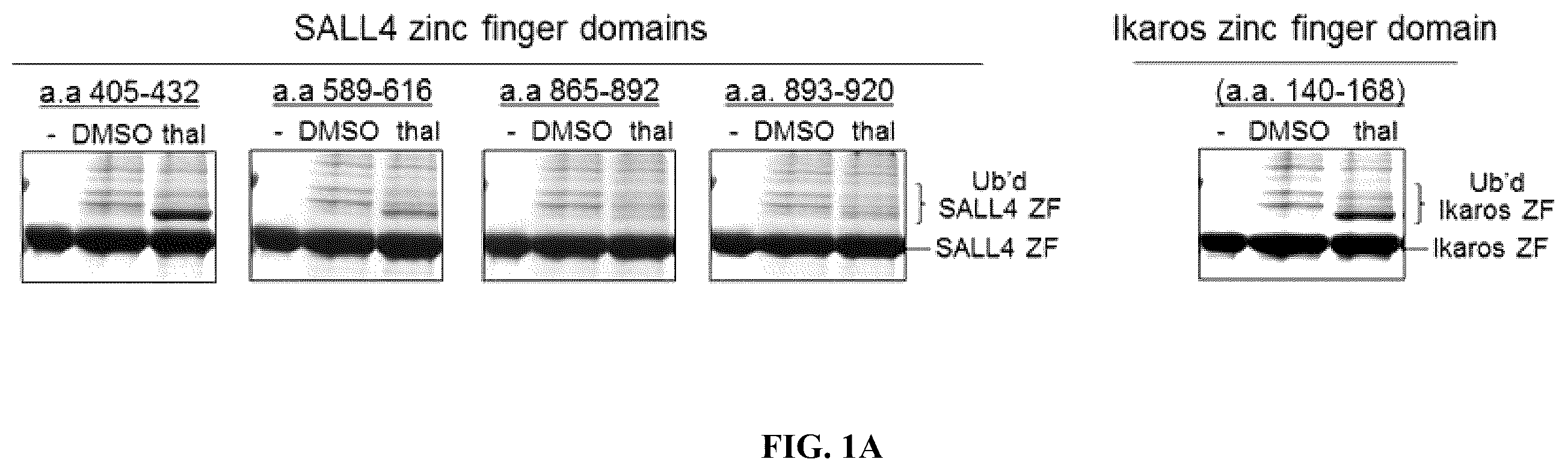 Patent US12590953 Figure 1 – Methods for screening cereblon modifying compounds