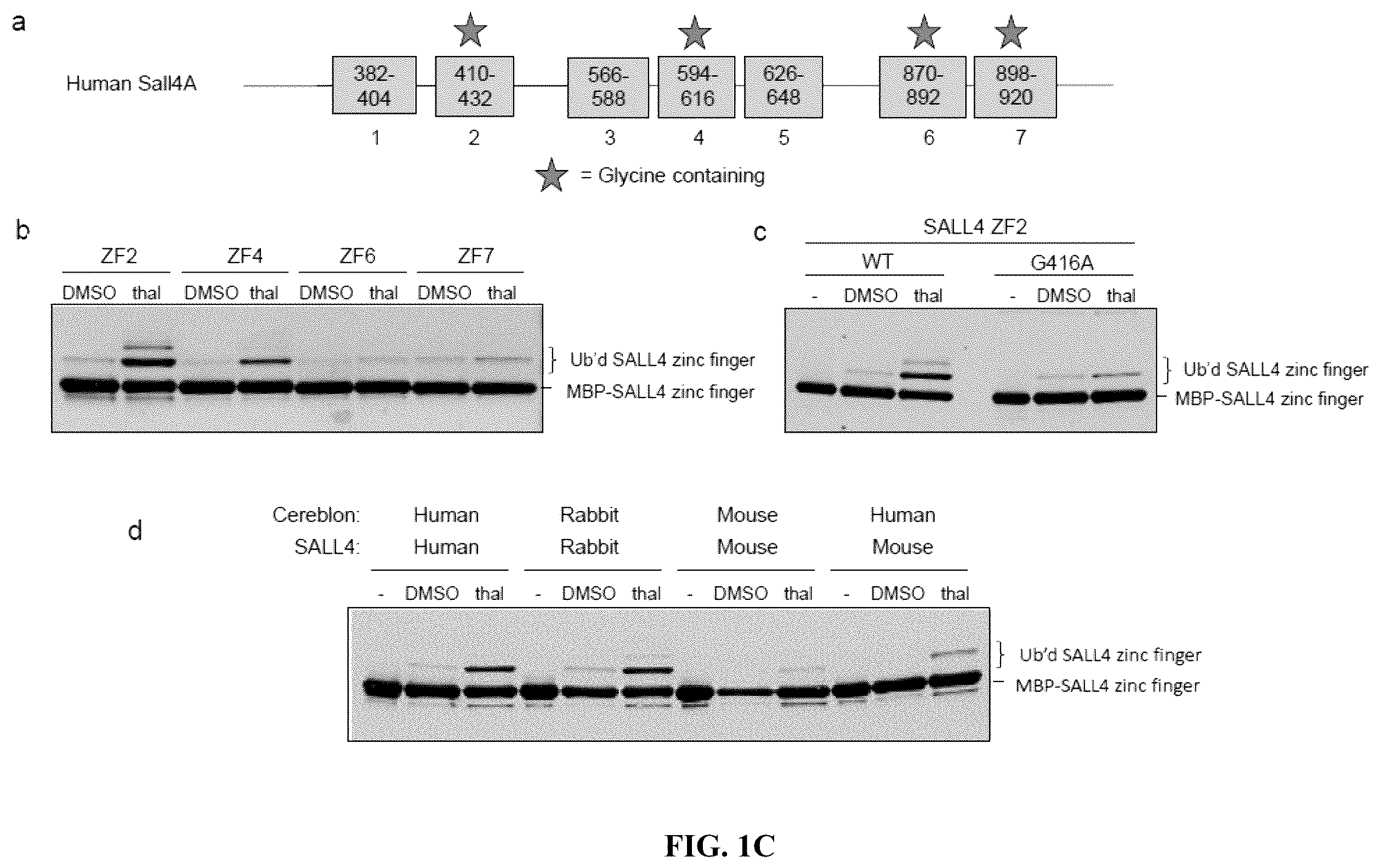 Patent US12590953 Figure 3 – Methods for screening cereblon modifying compounds
