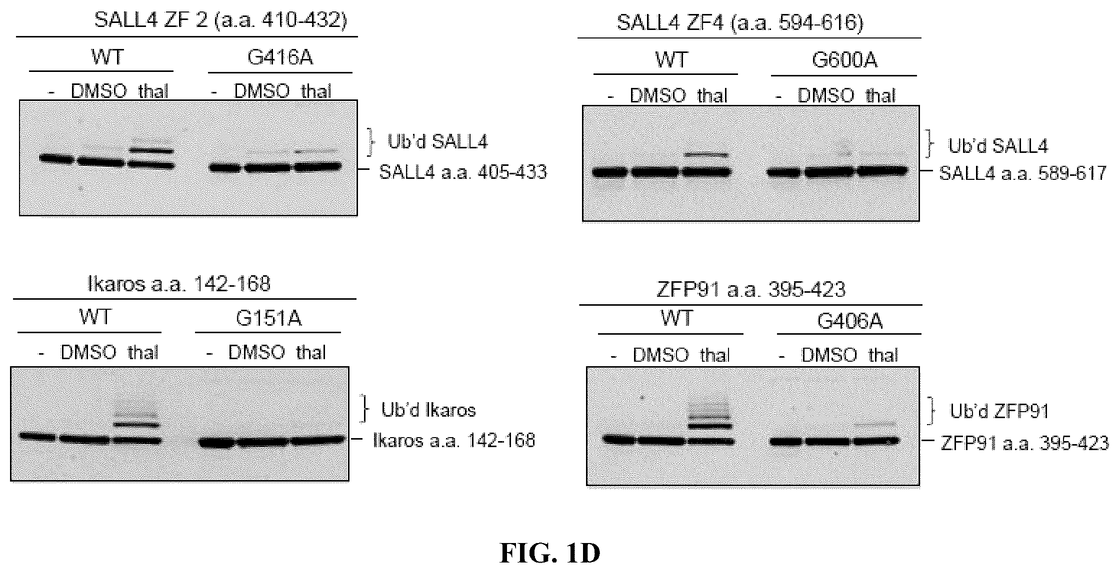 Patent US12590953 Figure 4 – Methods for screening cereblon modifying compounds