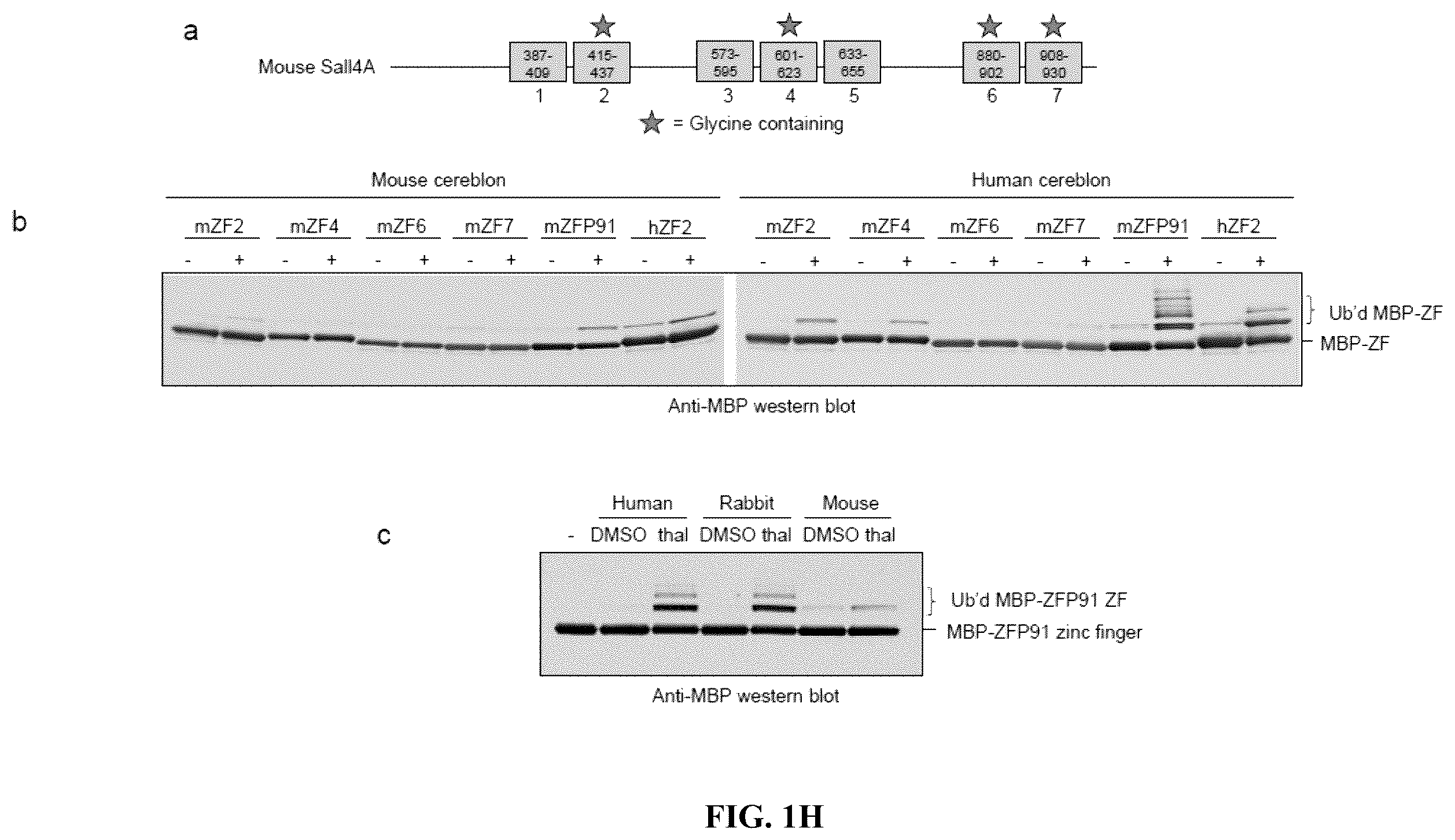Patent US12590953 Figure 8 – Methods for screening cereblon modifying compounds