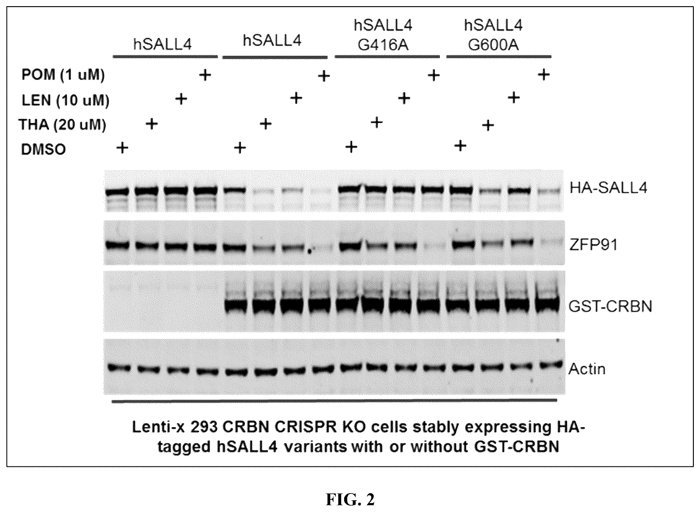 Patent US12590953 Figure 9 – Methods for screening cereblon modifying compounds