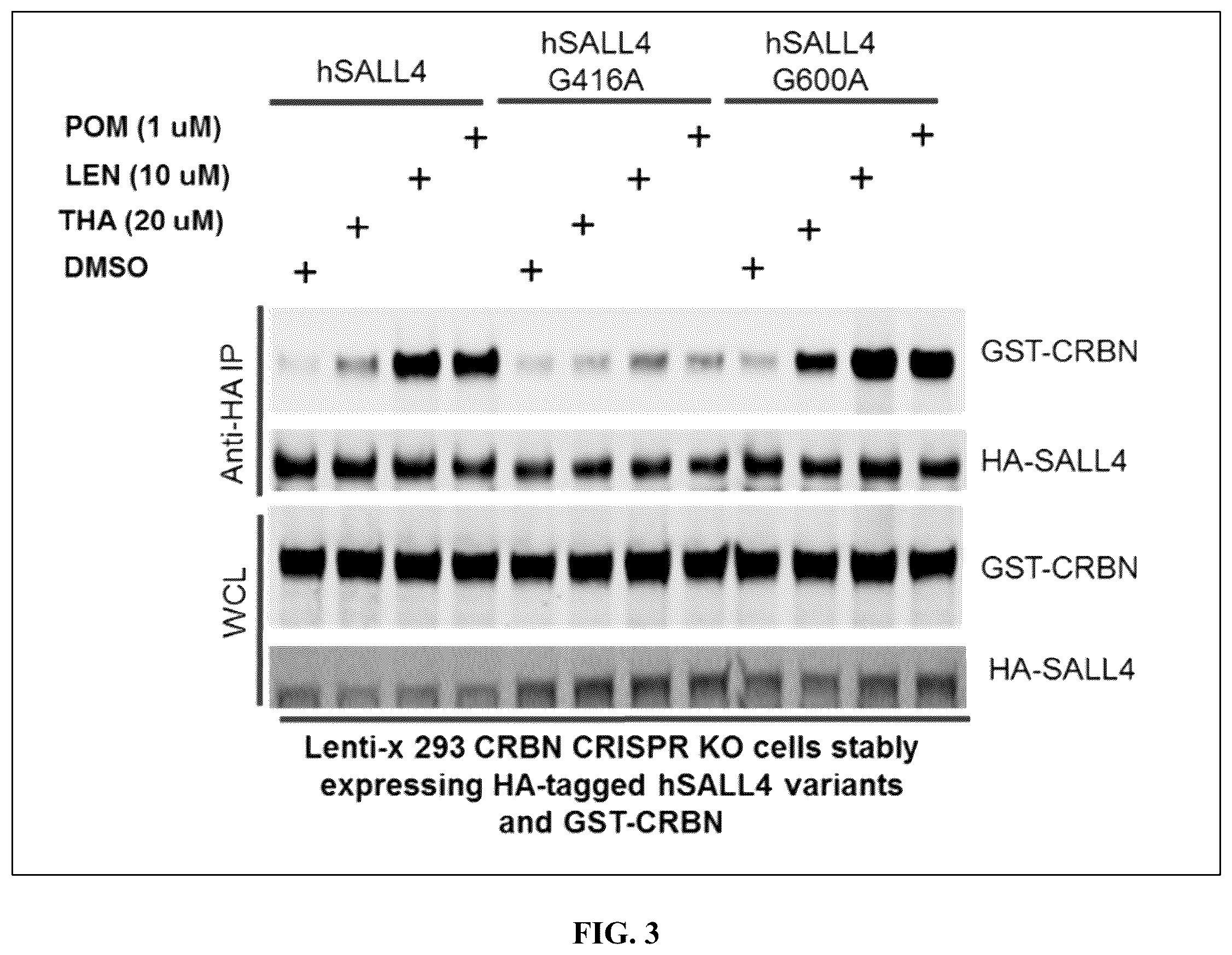 Patent US12590953 Figure 10 – Methods for screening cereblon modifying compounds