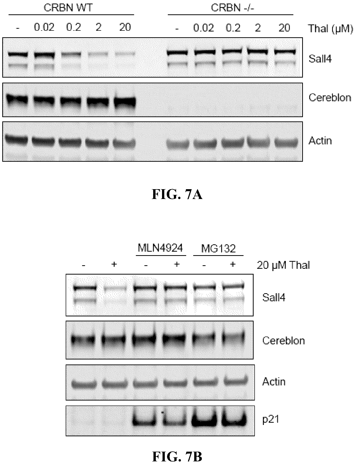 Patent US12590953 Figure 14 – Methods for screening cereblon modifying compounds