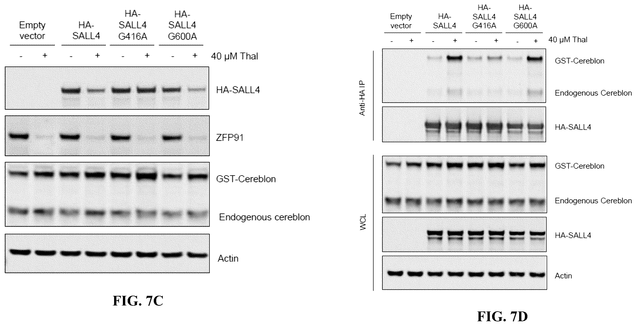 Patent US12590953 Figure 15 – Methods for screening cereblon modifying compounds