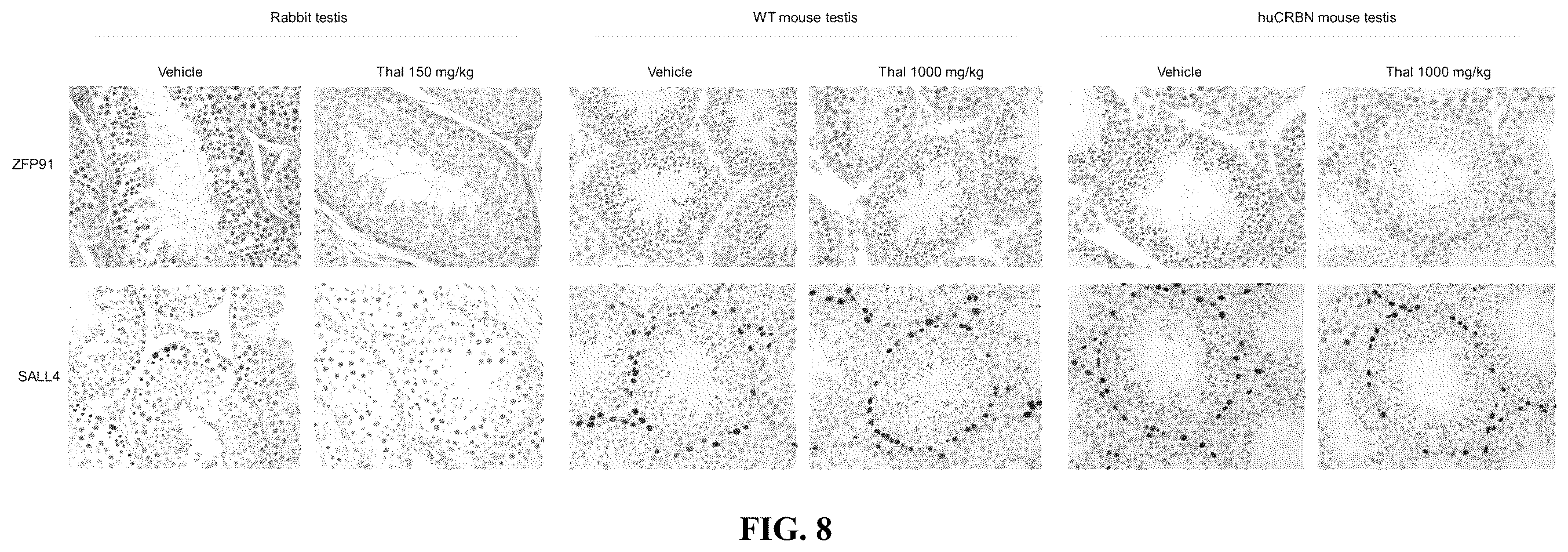 Patent US12590953 Figure 17 – Methods for screening cereblon modifying compounds