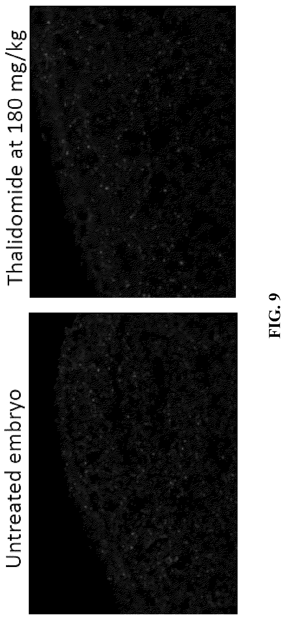 Patent US12590953 Figure 18 – Methods for screening cereblon modifying compounds