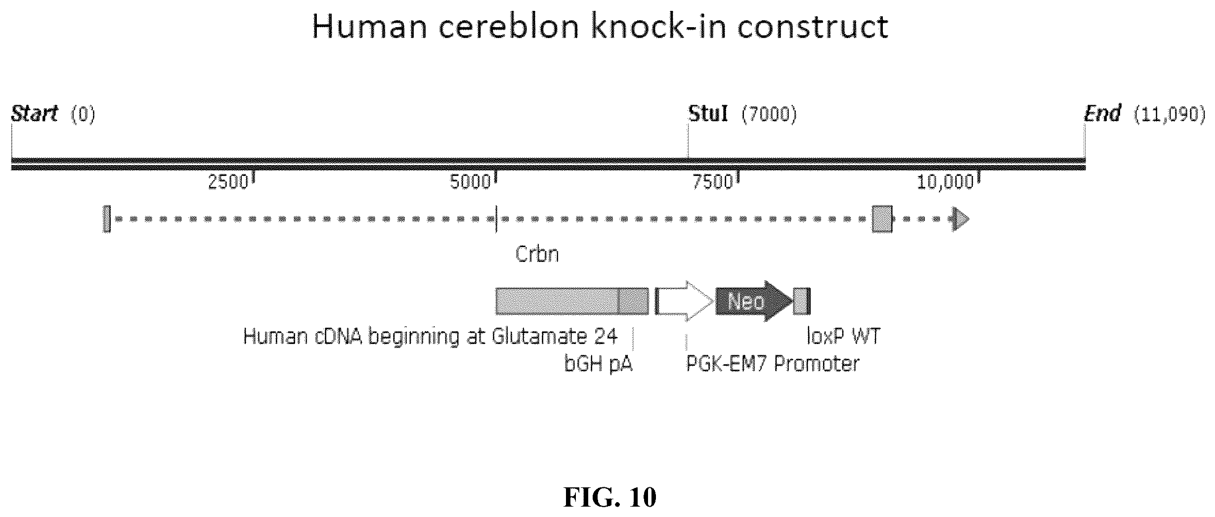 Patent US12590953 Figure 19 – Methods for screening cereblon modifying compounds