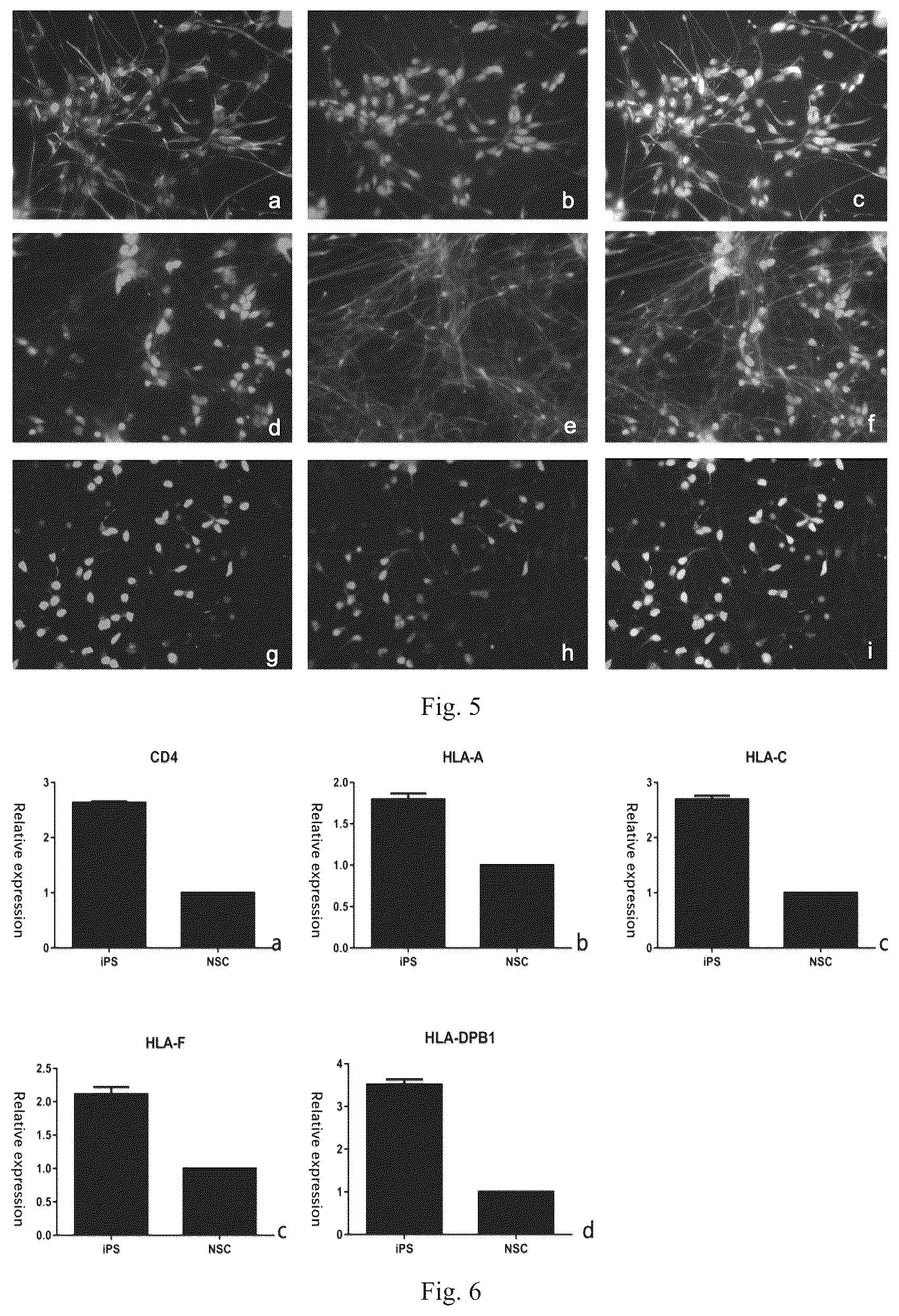 Patent US12590954 Figure 3 – Neural stem cell-induced differential medium and induction differentiation method