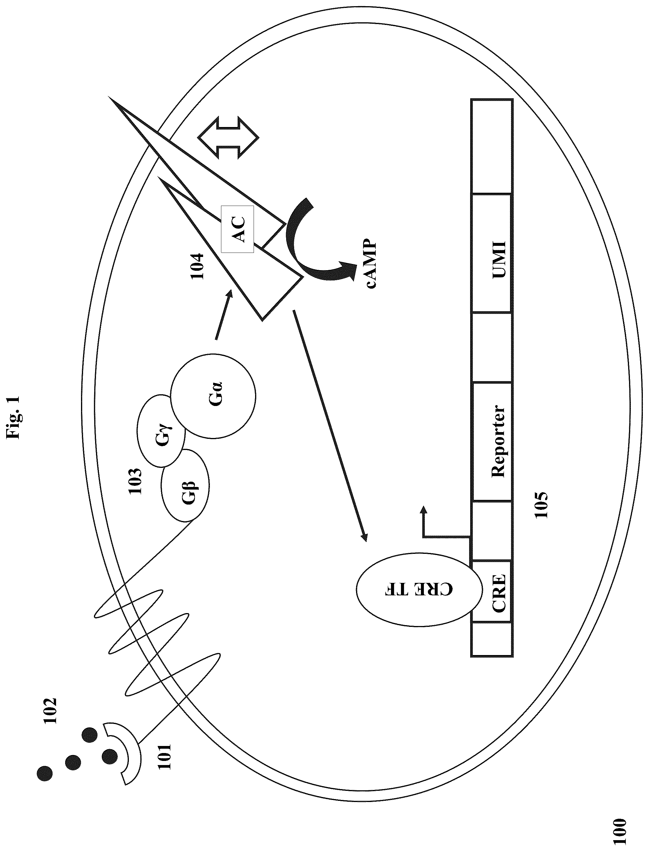 Patent US12590959 Figure 1 – Systems and methods for measuring cell signaling protein activity
