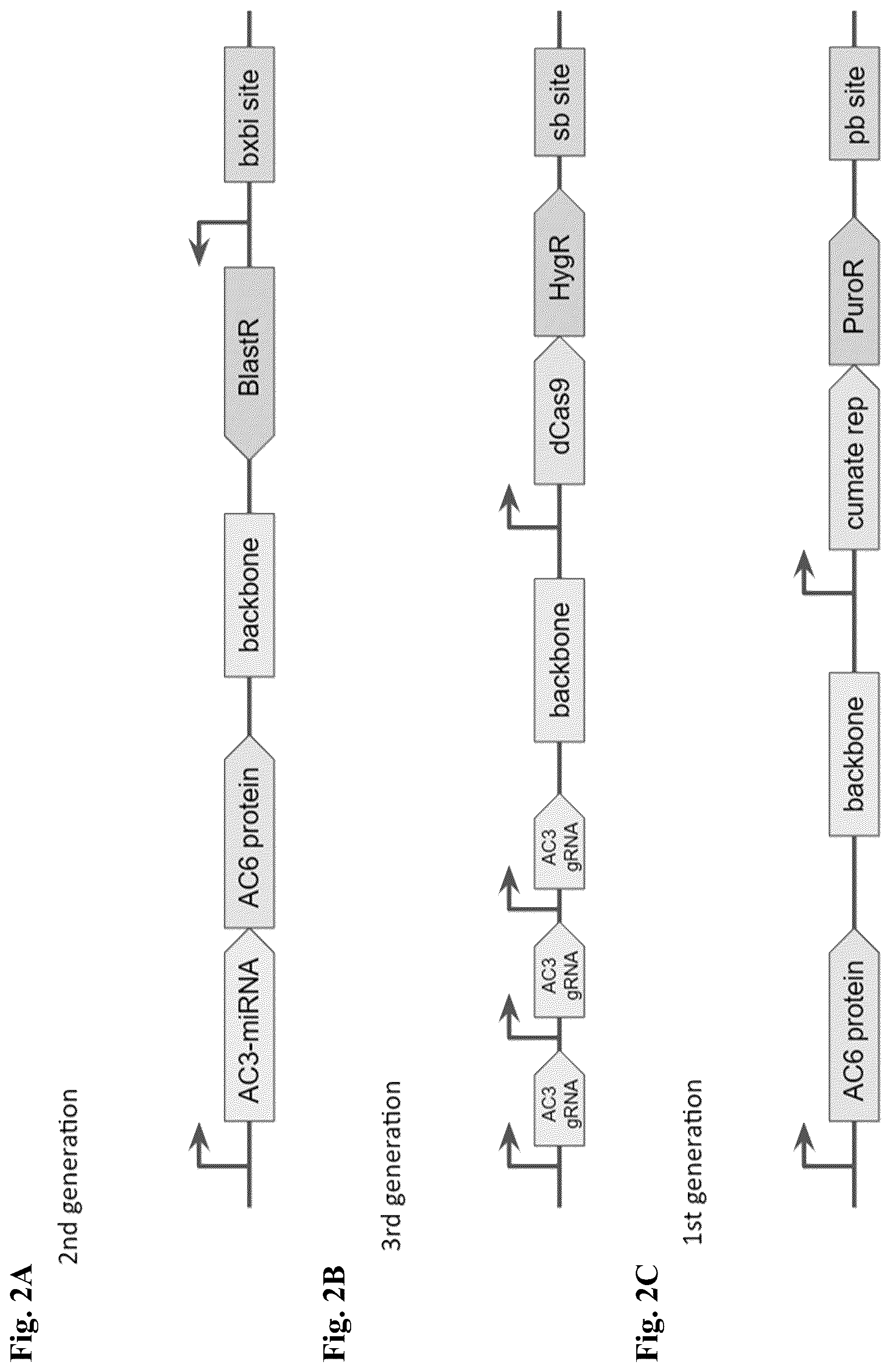 Patent US12590959 Figure 2 – Systems and methods for measuring cell signaling protein activity