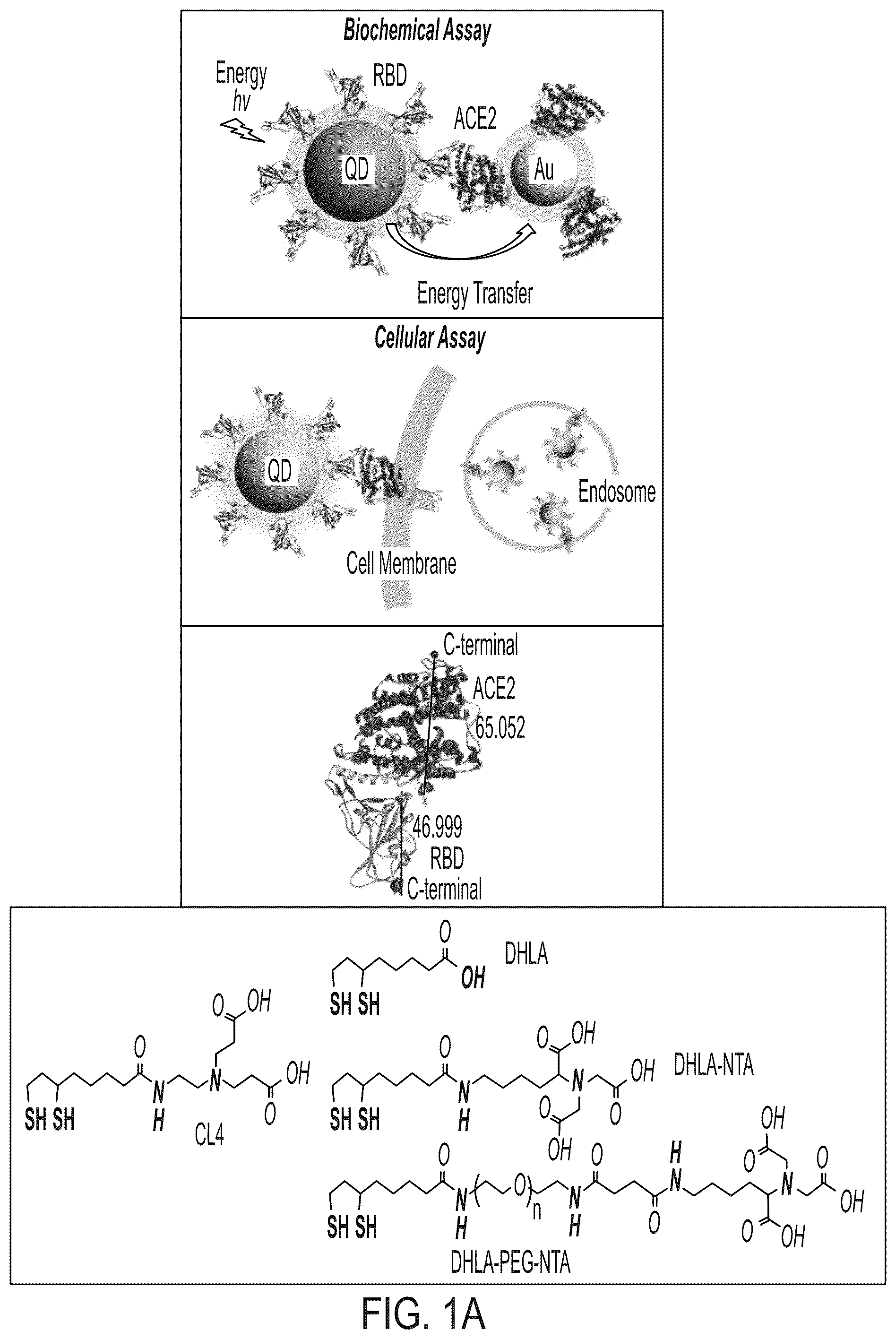 Patent US12590961 — Quantum dot conjugated virus spike protein for cell-based bio-sensing systems and drug screening — Figure 1