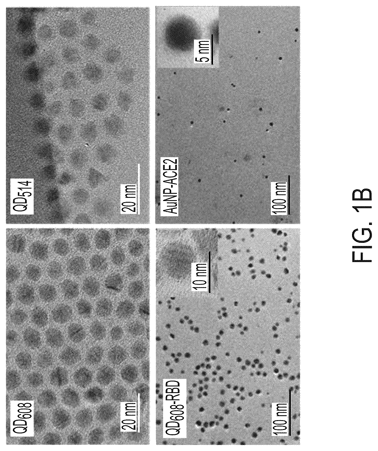 Patent US12590961 Figure 2 – Quantum dot conjugated virus spike protein for cell-based bio-sensing systems and drug screening