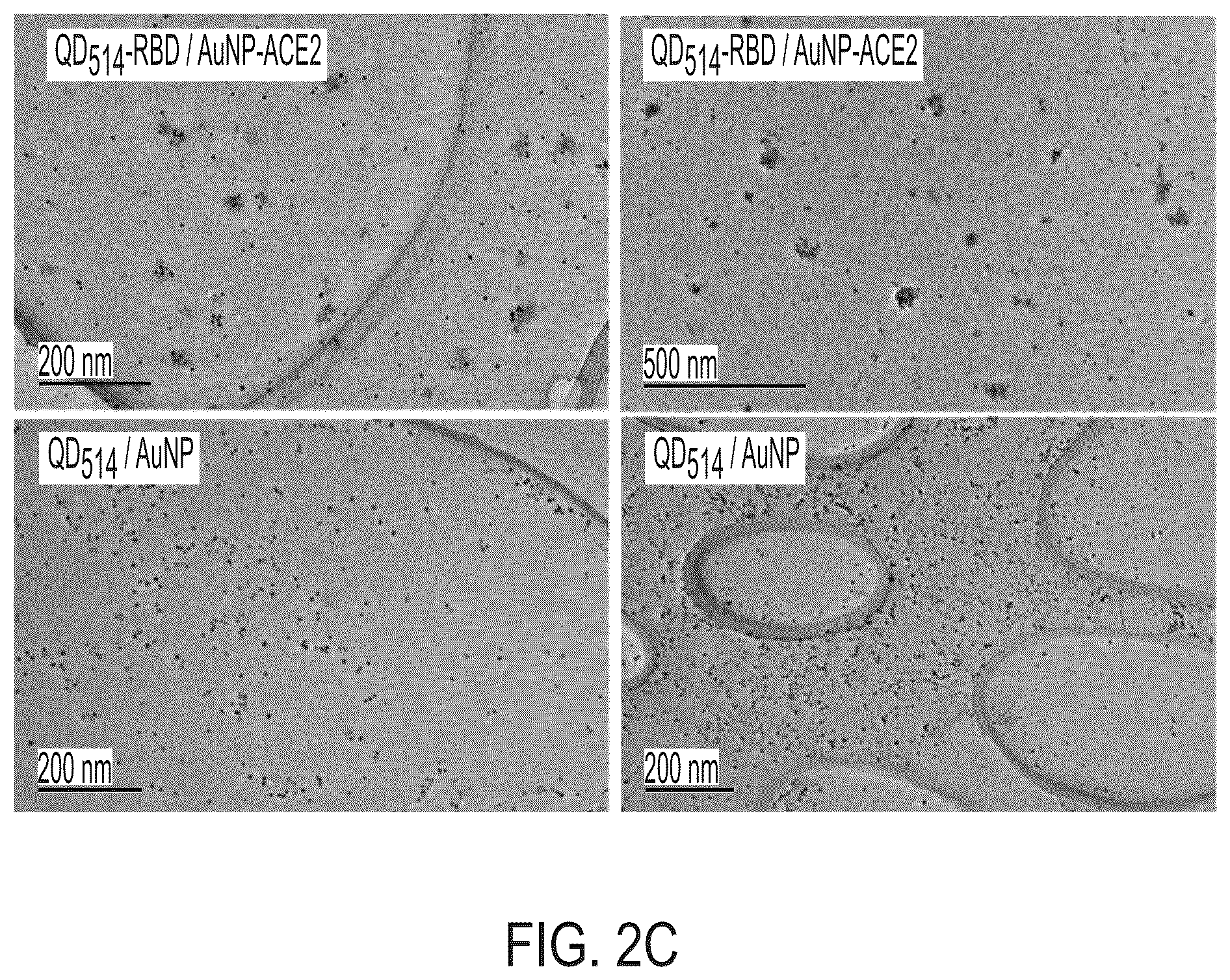 Patent US12590961 Figure 5 – Quantum dot conjugated virus spike protein for cell-based bio-sensing systems and drug screening