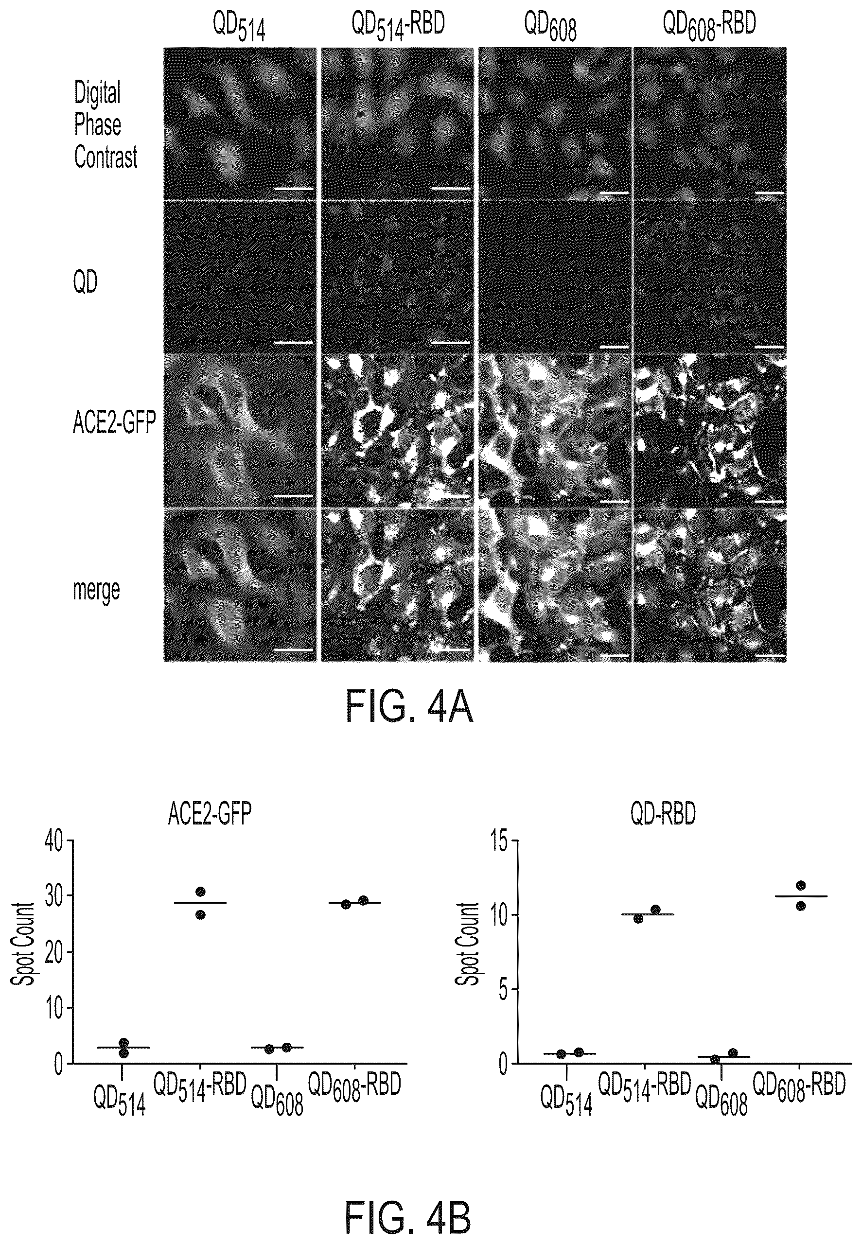 Patent US12590961 Figure 7 – Quantum dot conjugated virus spike protein for cell-based bio-sensing systems and drug screening