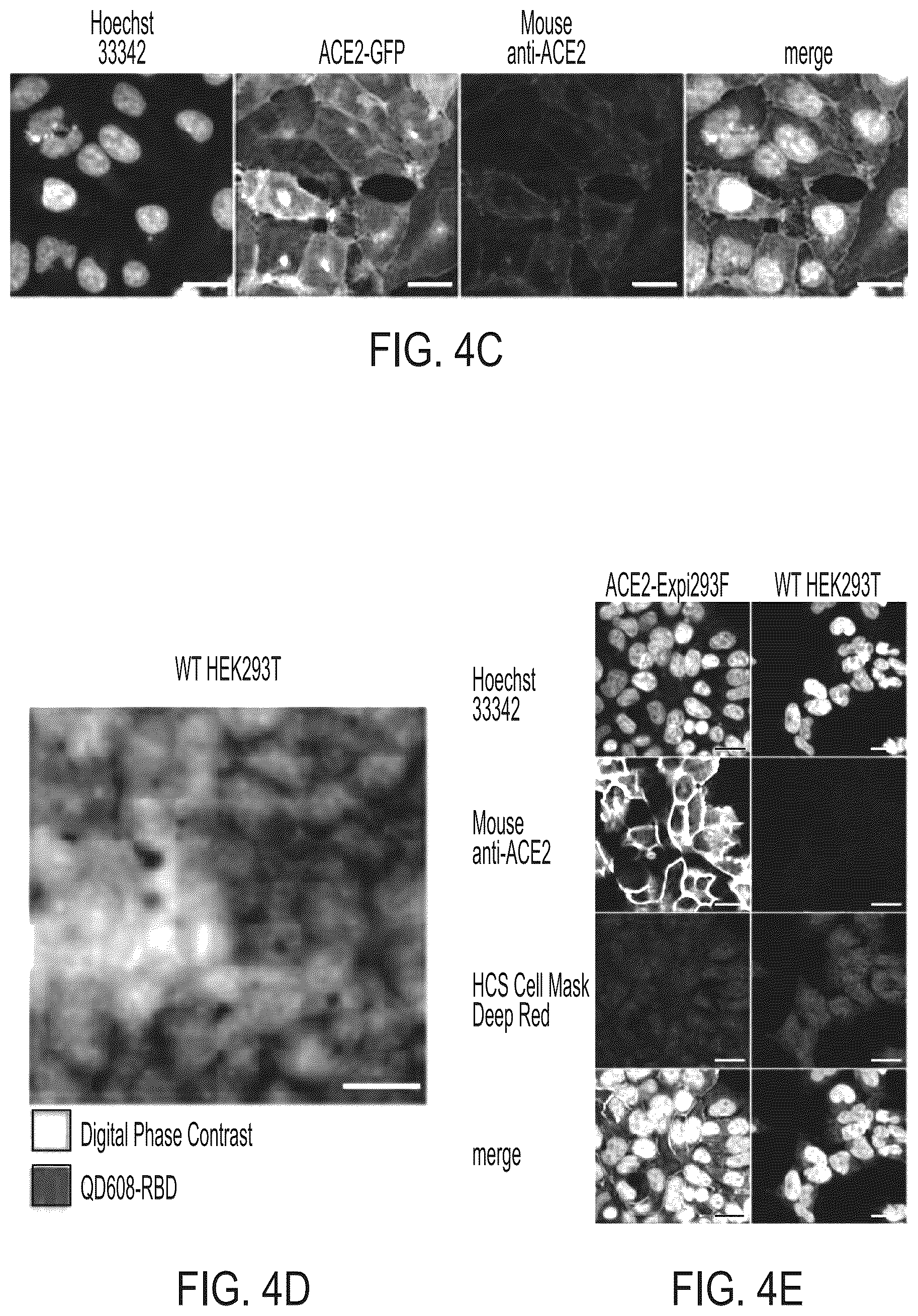 Patent US12590961 Figure 8 – Quantum dot conjugated virus spike protein for cell-based bio-sensing systems and drug screening