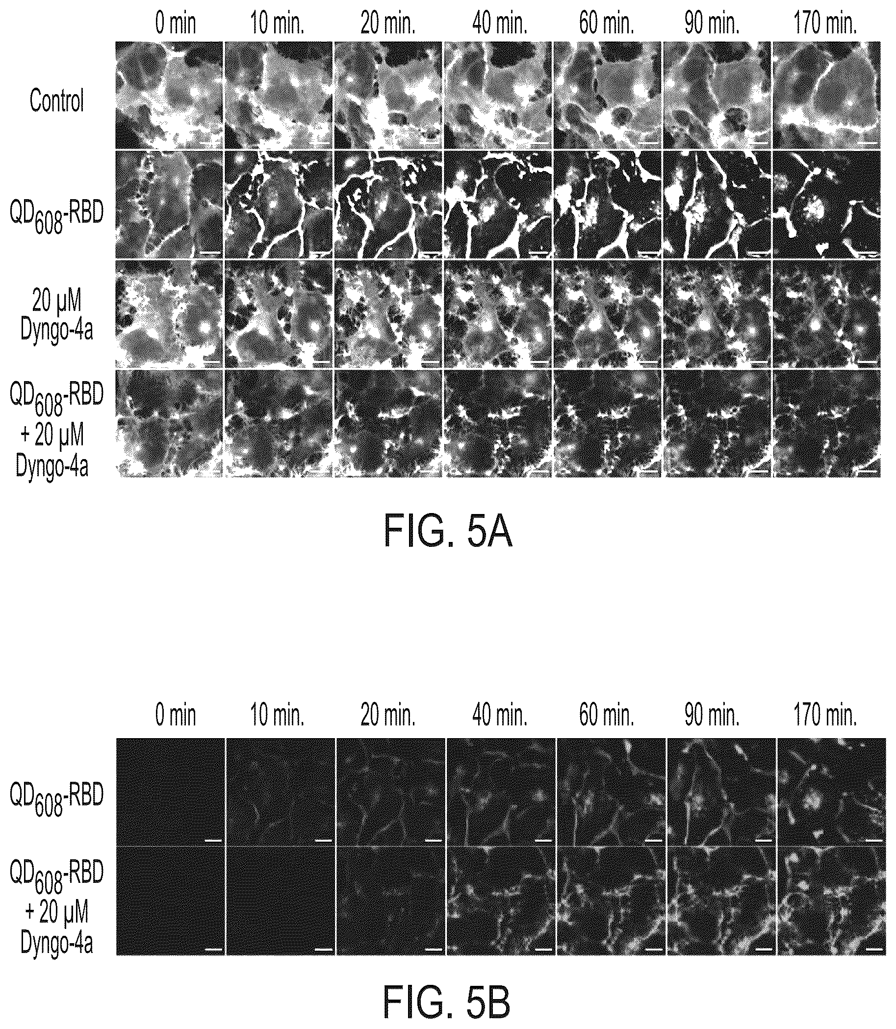 Patent US12590961 Figure 9 – Quantum dot conjugated virus spike protein for cell-based bio-sensing systems and drug screening
