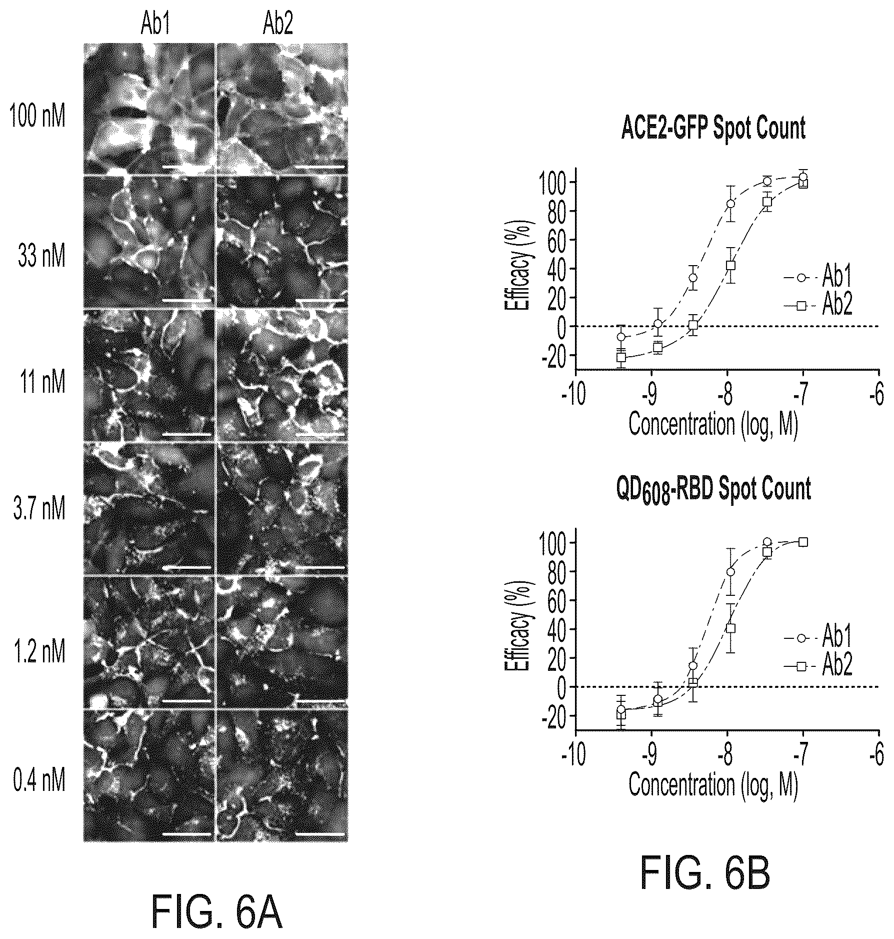 Patent US12590961 Figure 12 – Quantum dot conjugated virus spike protein for cell-based bio-sensing systems and drug screening