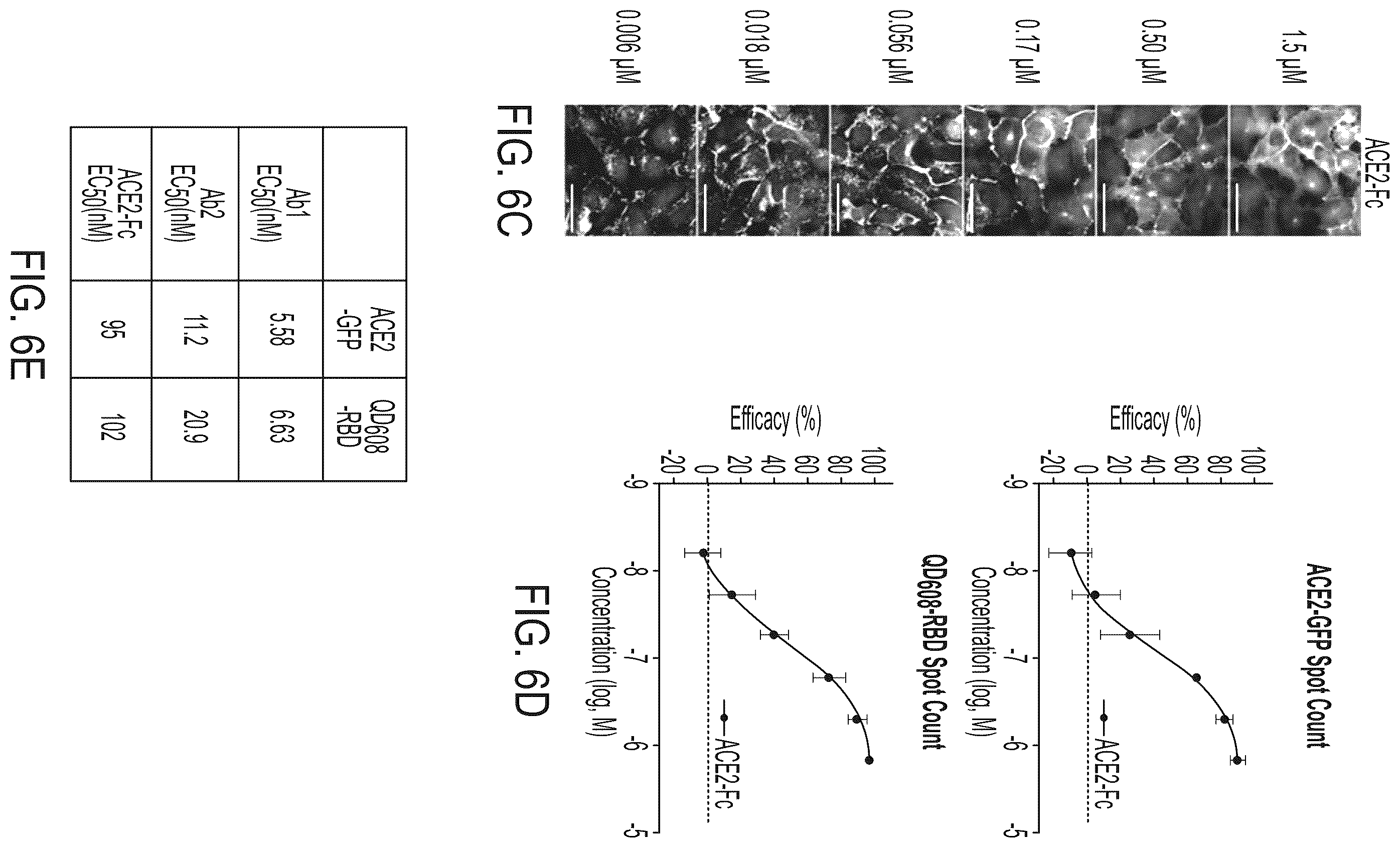 Patent US12590961 Figure 13 – Quantum dot conjugated virus spike protein for cell-based bio-sensing systems and drug screening