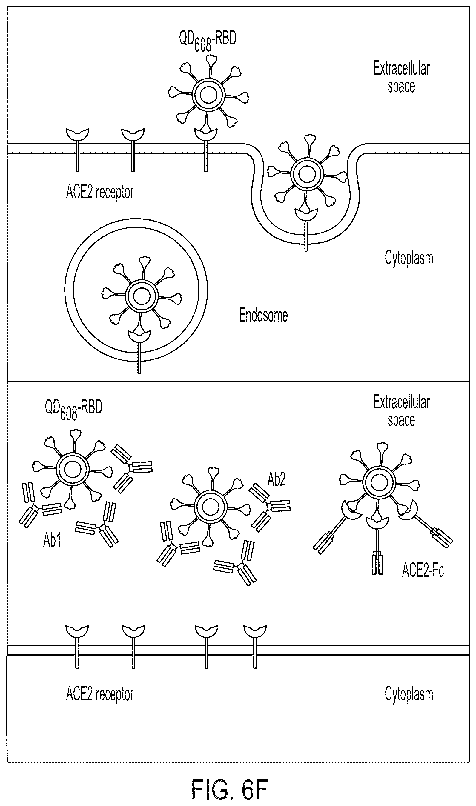 Patent US12590961 Figure 14 – Quantum dot conjugated virus spike protein for cell-based bio-sensing systems and drug screening