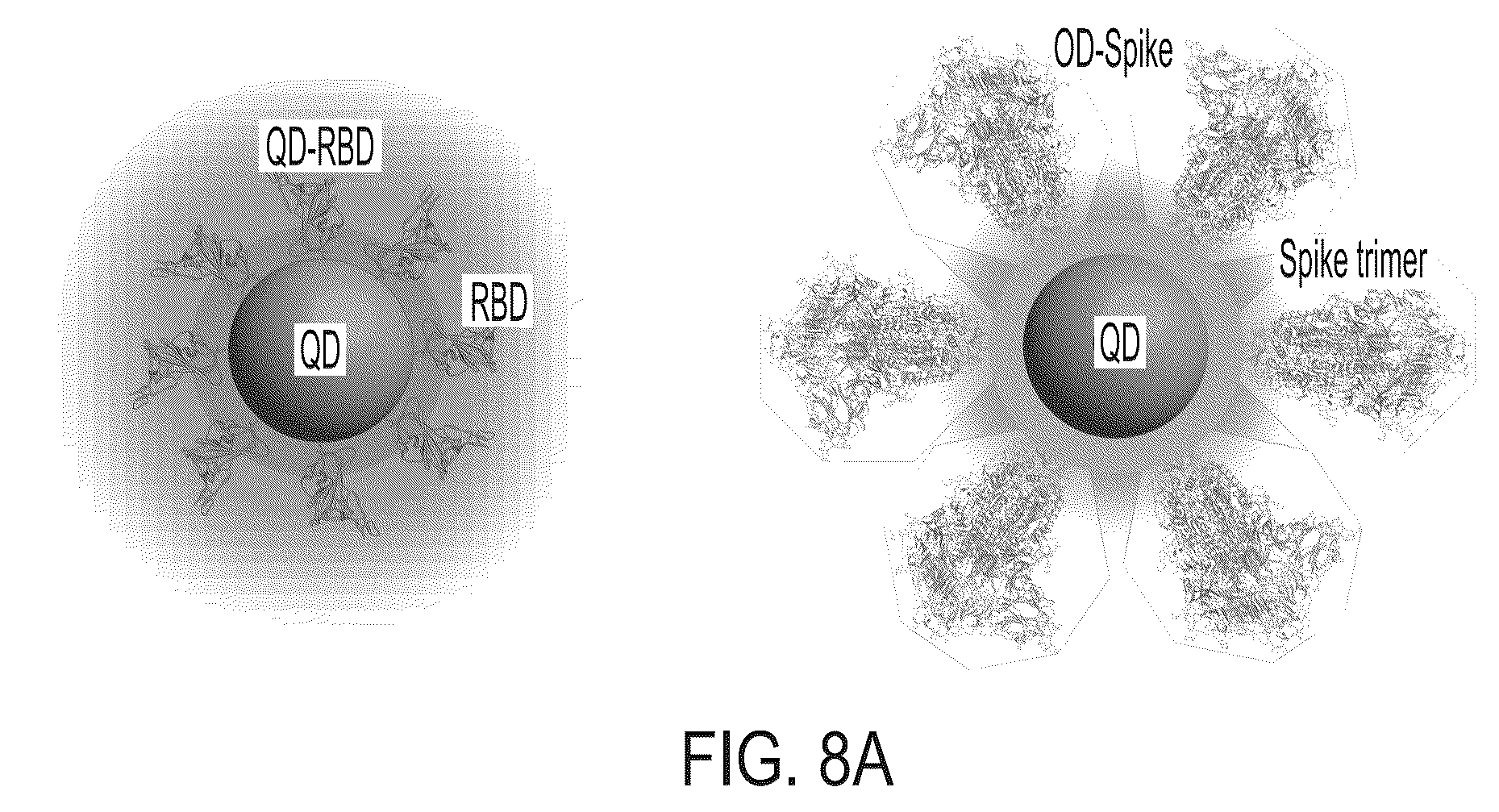 Patent US12590961 Figure 19 – Quantum dot conjugated virus spike protein for cell-based bio-sensing systems and drug screening