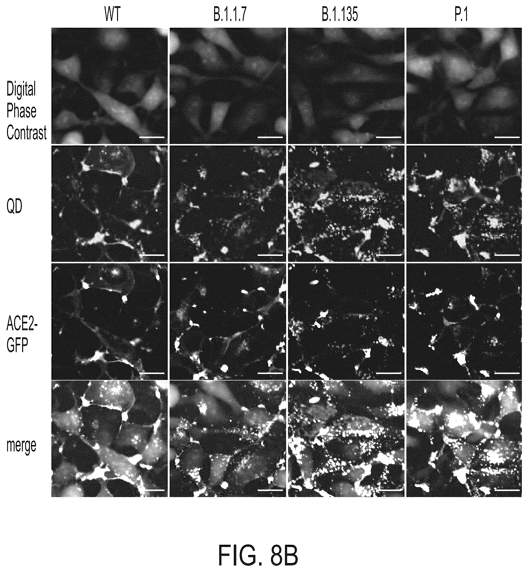 Patent US12590961 Figure 20 – Quantum dot conjugated virus spike protein for cell-based bio-sensing systems and drug screening